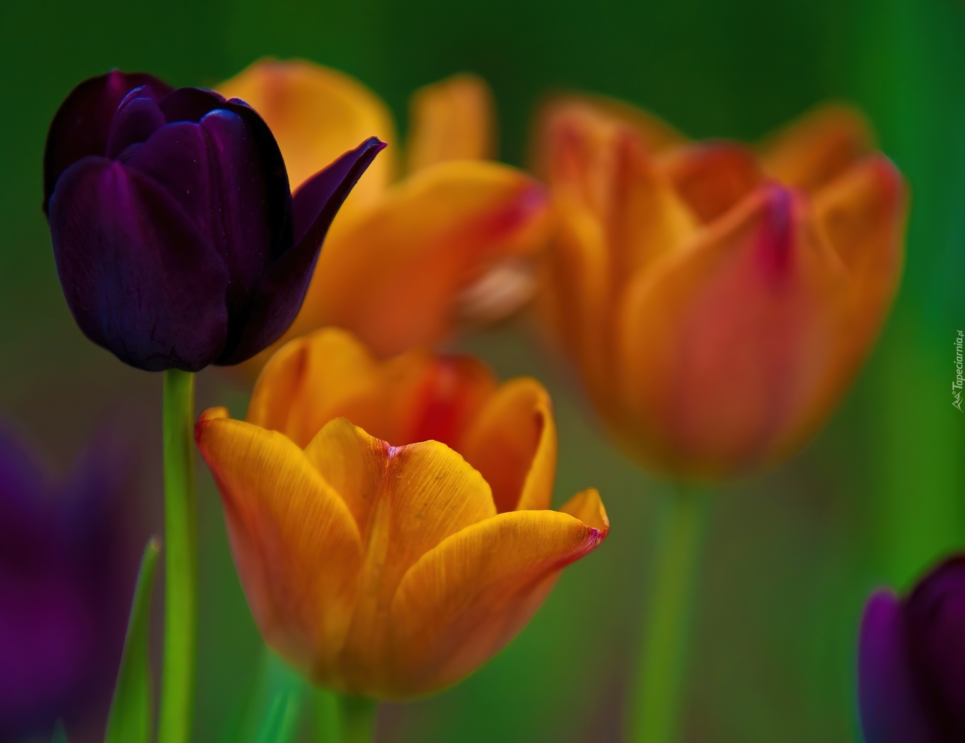 Kolorowe, Tulipany