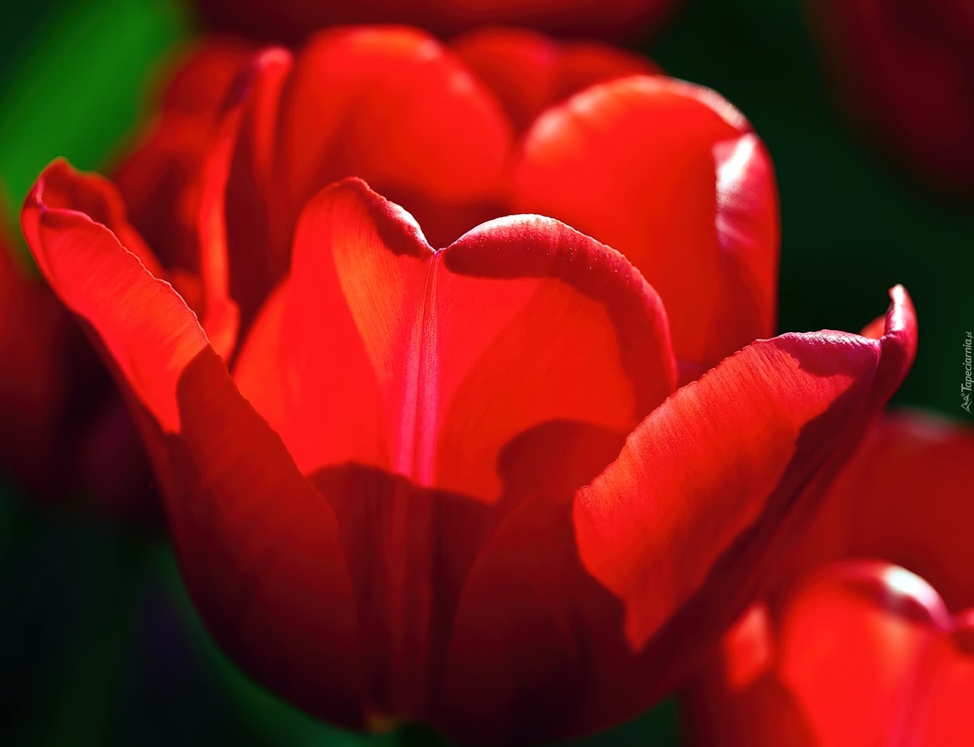 Czerwony, Tulipan