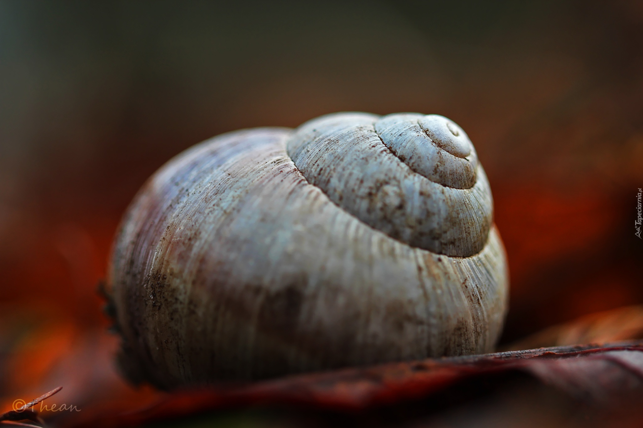 Muszla, Ślimaka