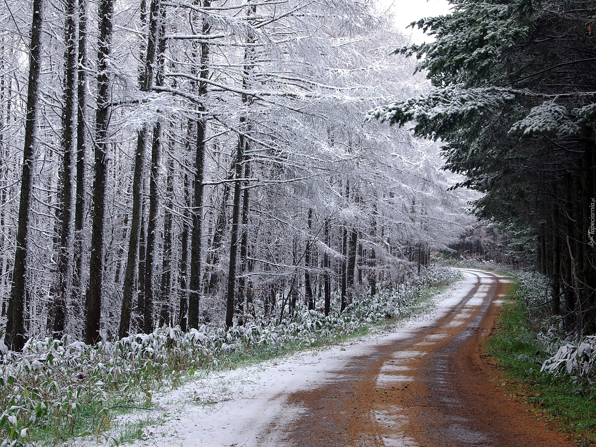 Zimowy, Pejzaż, Droga, Przez Las