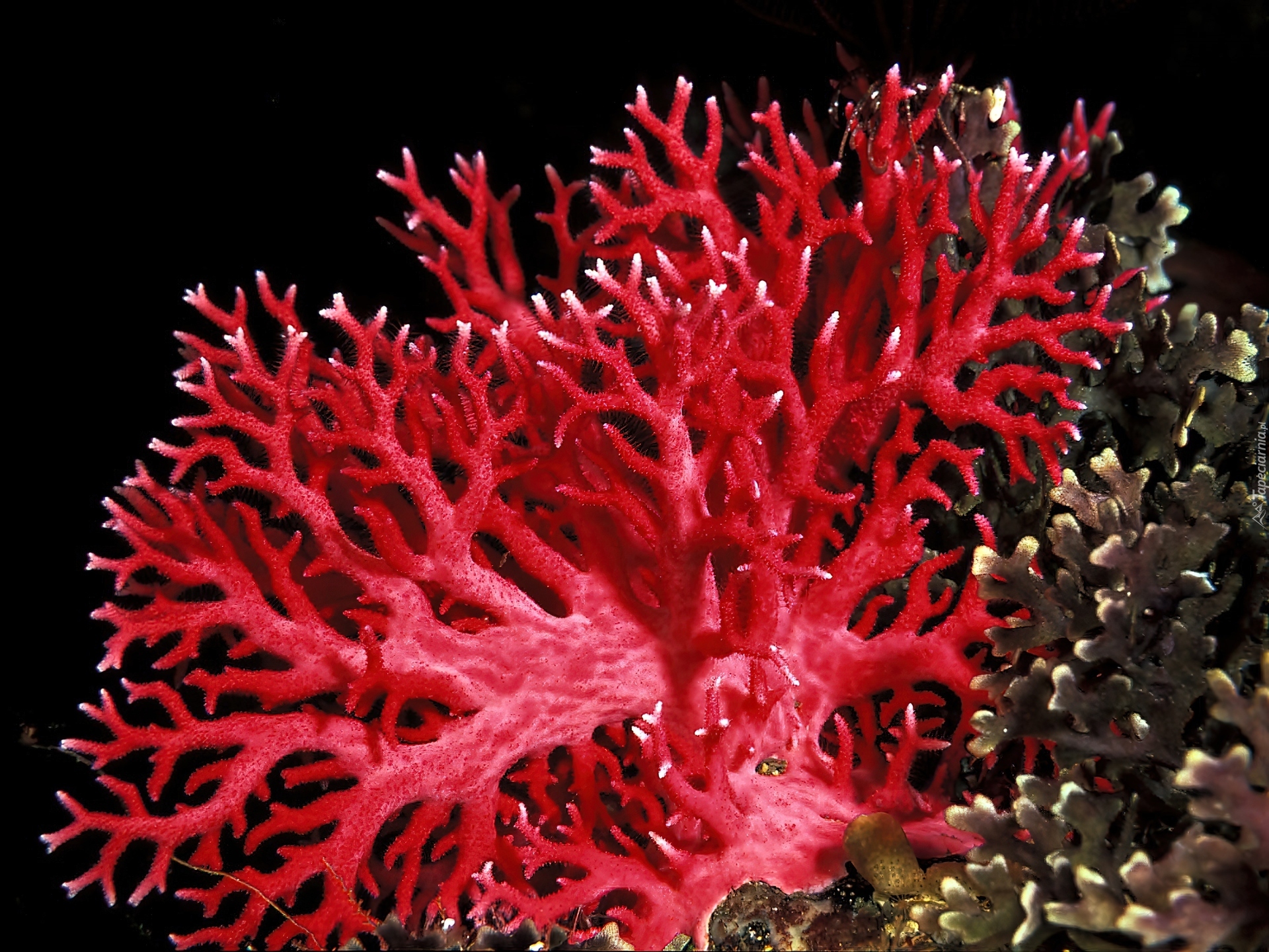 Скелет коралла. Коралловые полипы Кишечнополостные. Красный коралл Кишечнополостные. Коралловые полипы красный коралл. Хондрус водоросль.