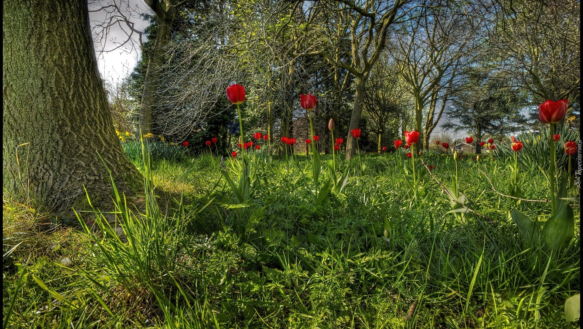 Ogród, Drzewa, Trawy, Czerwone, Tulipany