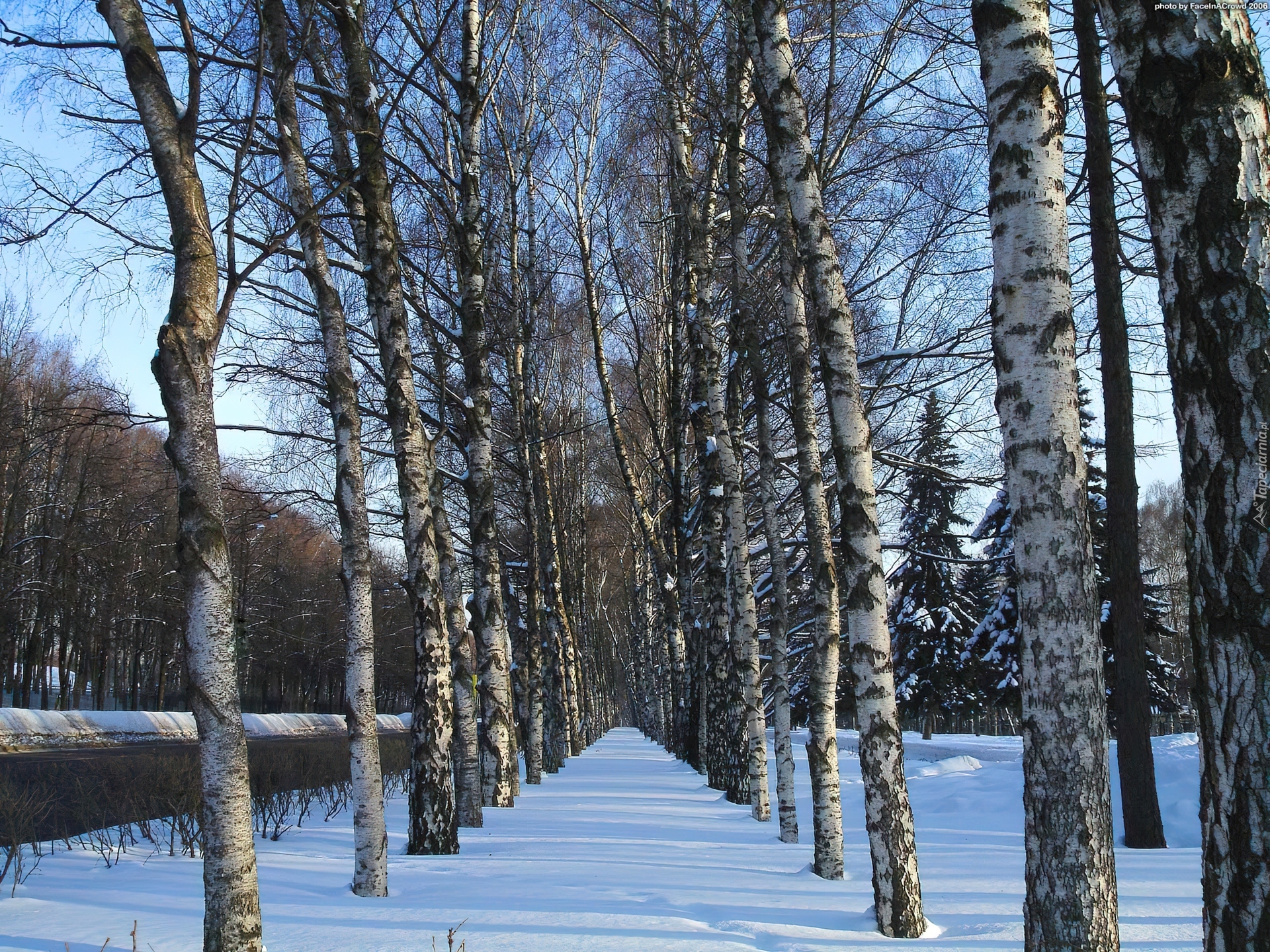 Śnieg, Drzewa, Brzozy, Alejka