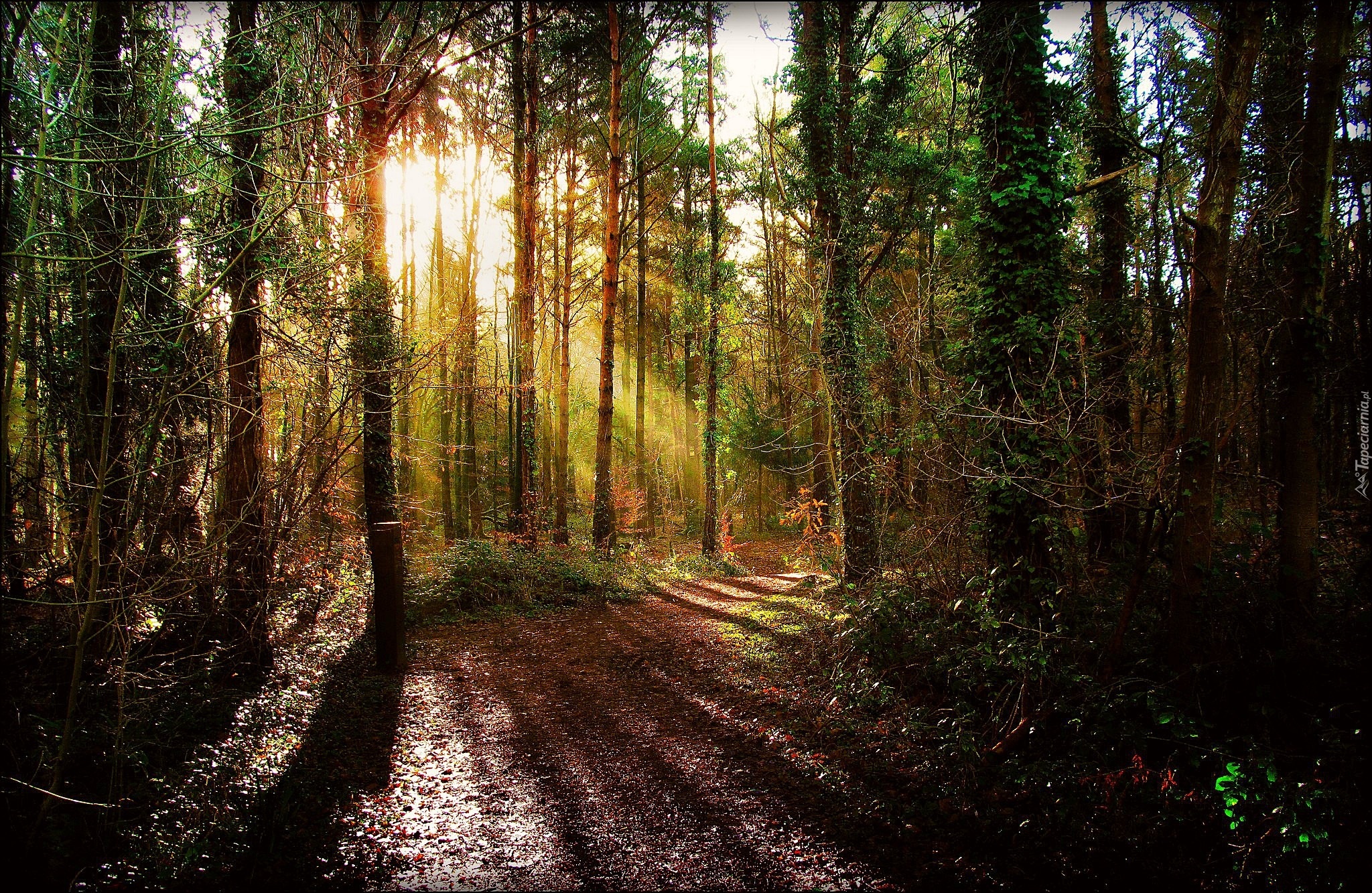 Las, Droga, Przebijające, Światło