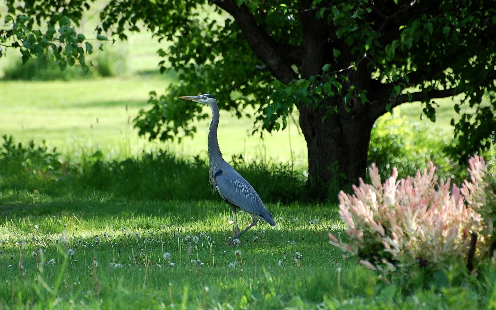 Łąka, Czapla