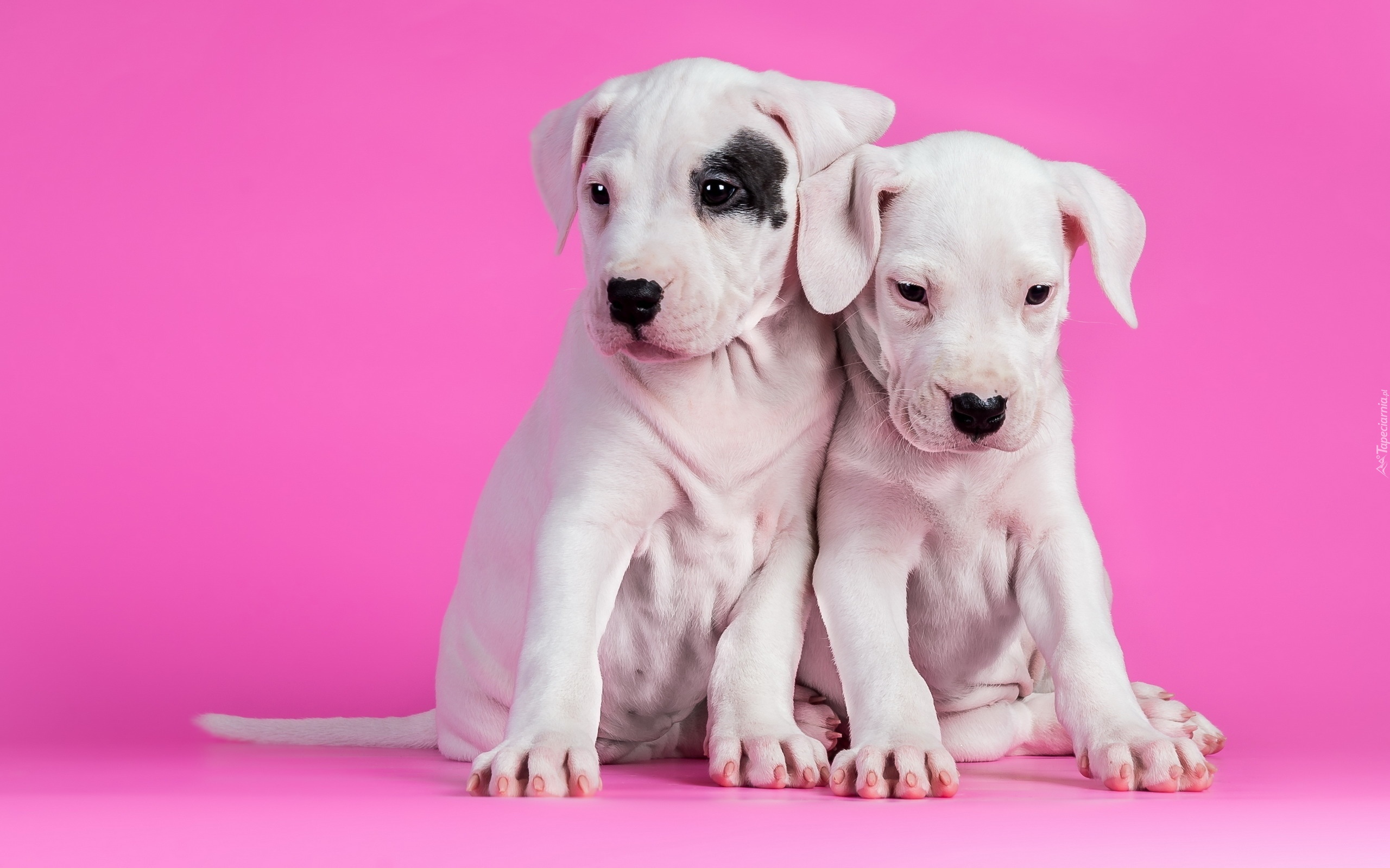 Dwa, Pieski, Szczeniaki, Pit Bull Terrier