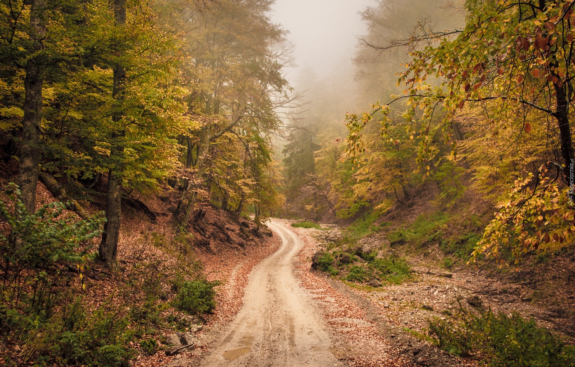 Дорога шла лес озера. Дорога в лесу. Лесная дорога. Старая дорога в лесу. Дорога через лес.