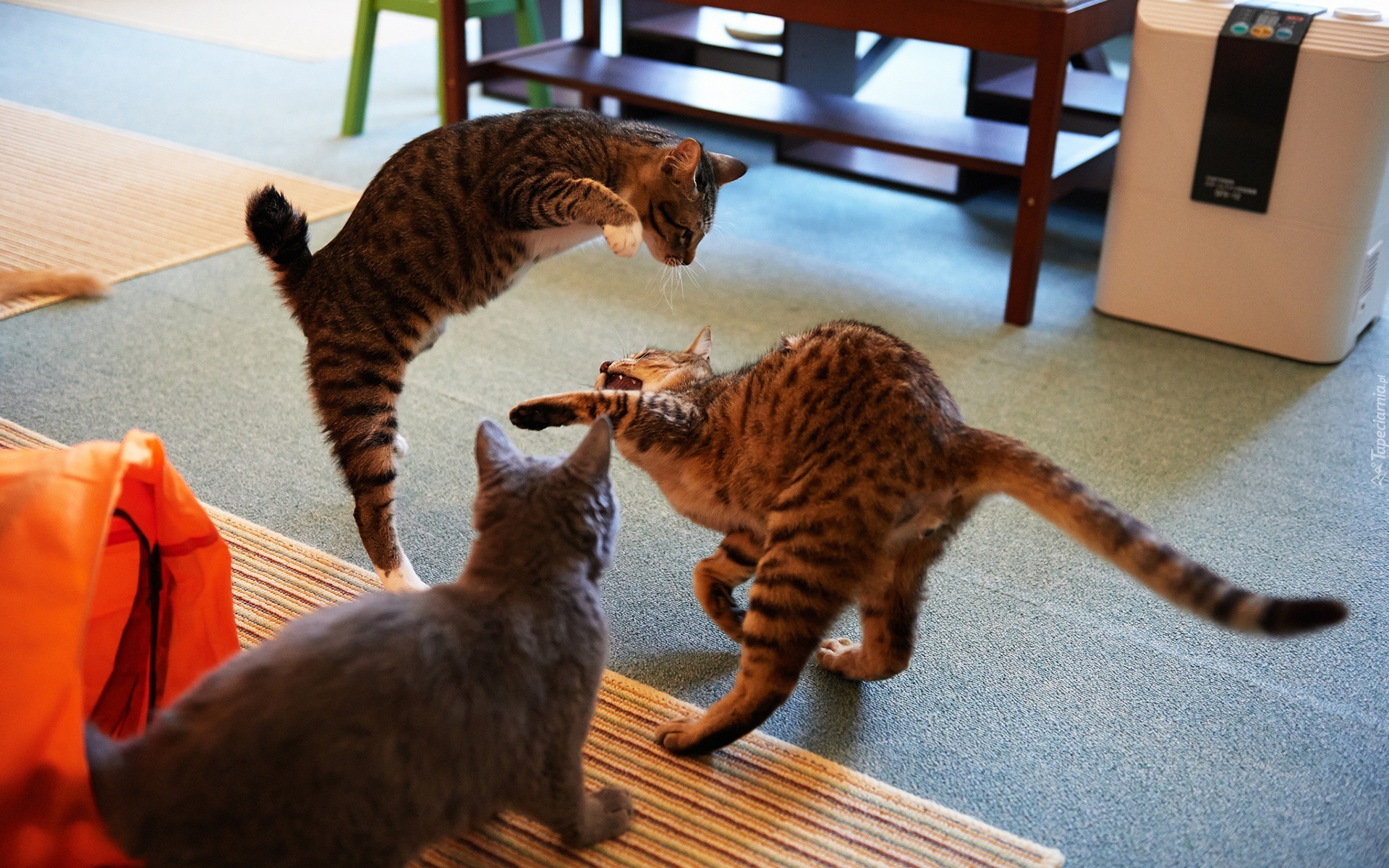 3 котенка играть. Котята играются. Кошка играет. Играющий кот. Коты друзья.