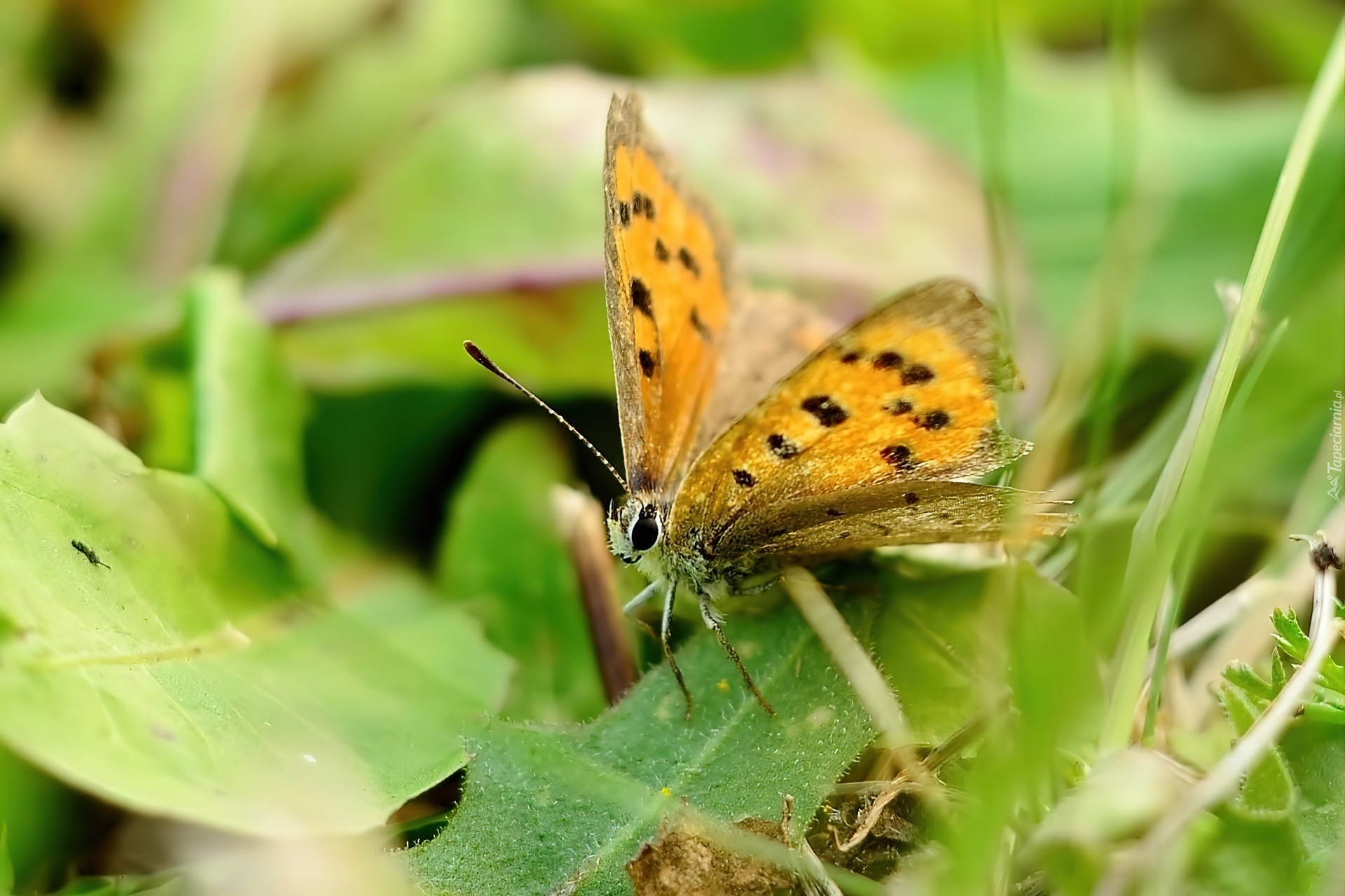 Brązowy, Motyl