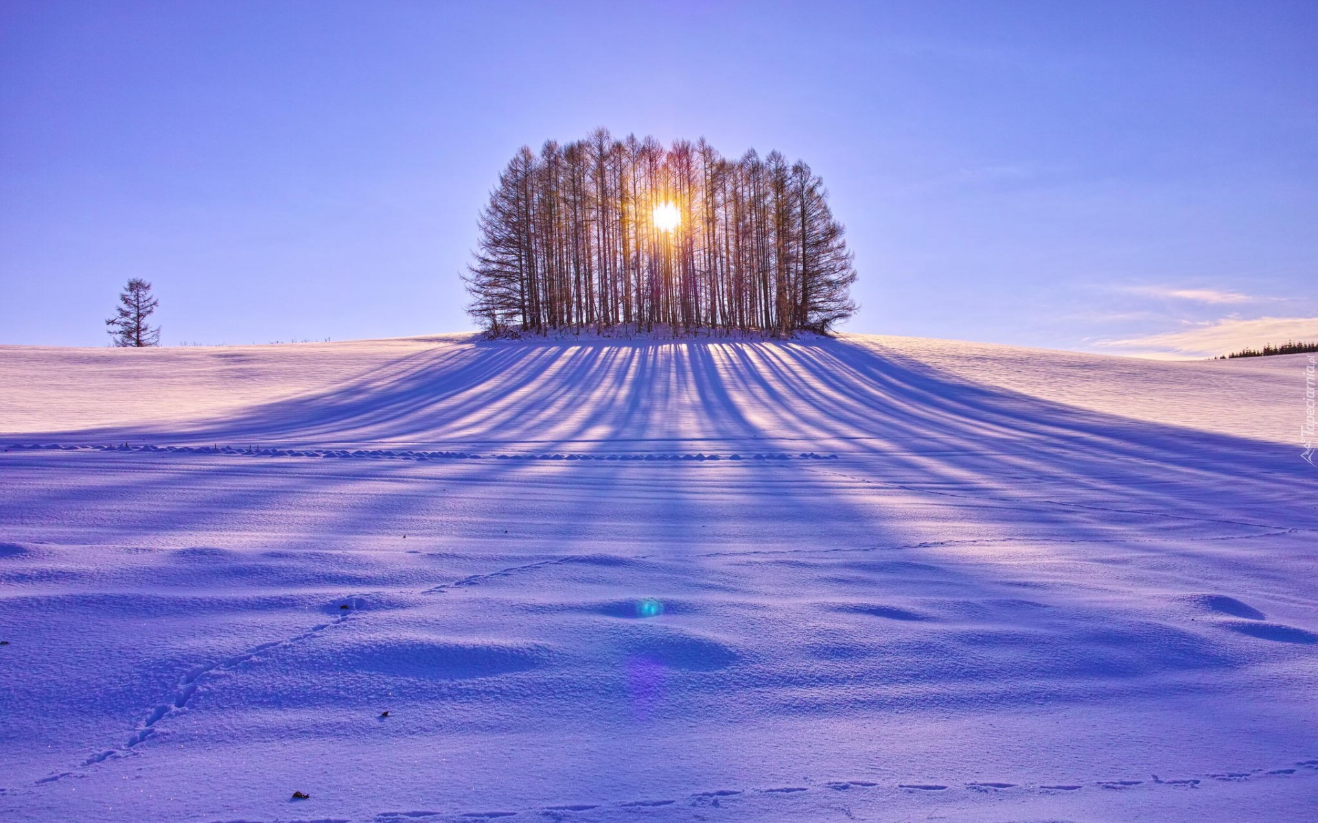 Śnieg, Pole, Drzewa, Przebijające, Słońce