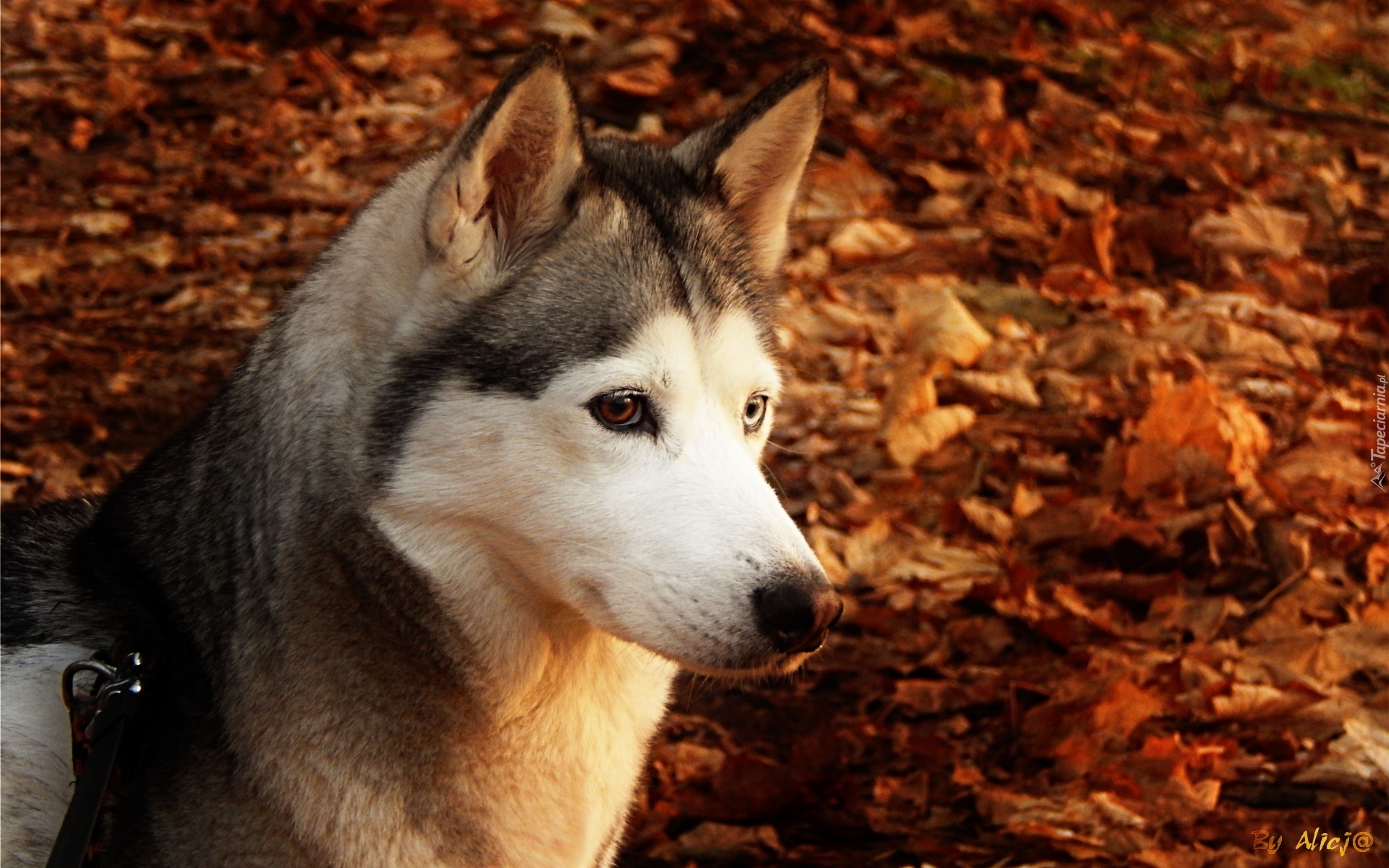 Husky, Mordka, Liście