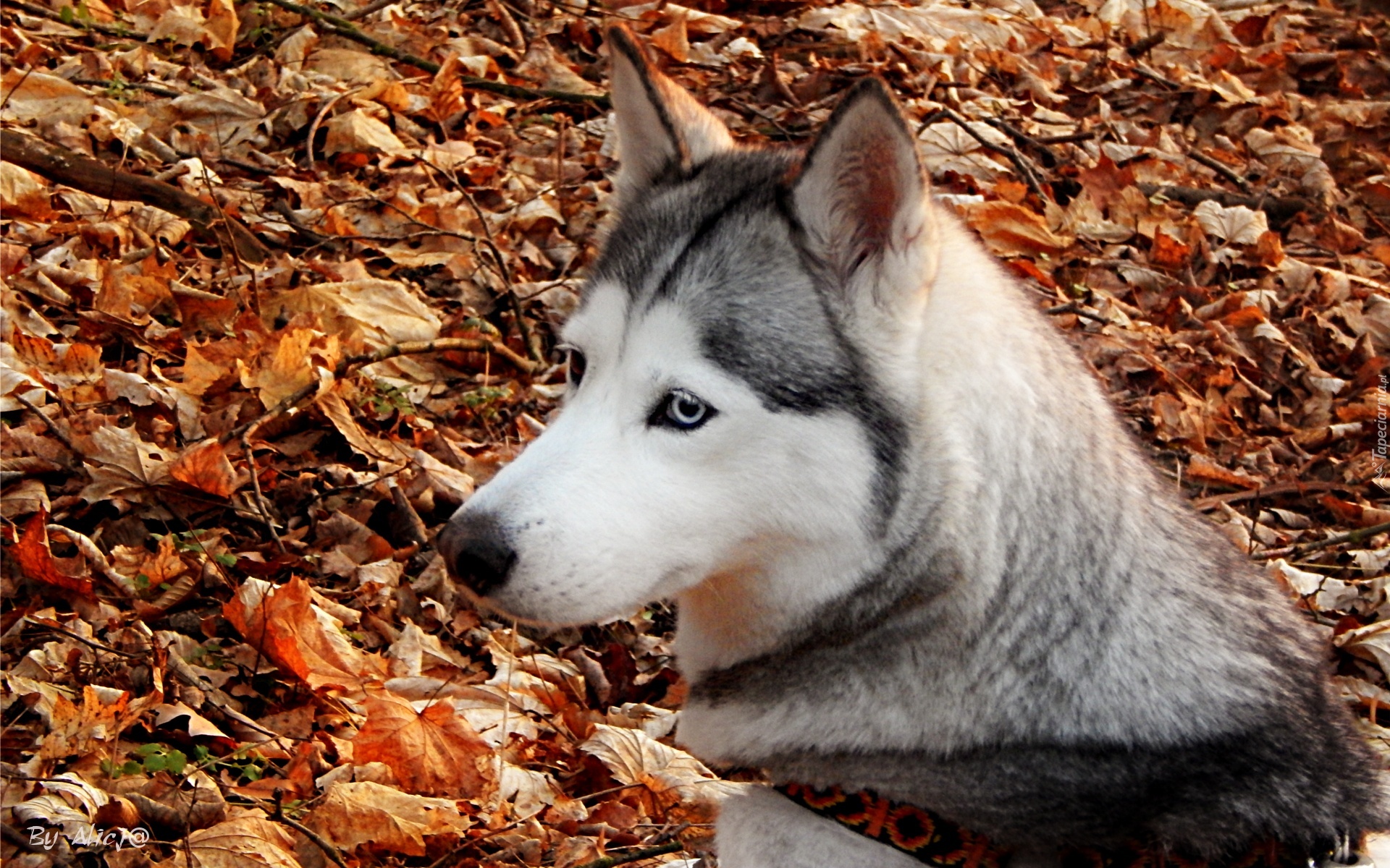 Husky, Suche, Liście