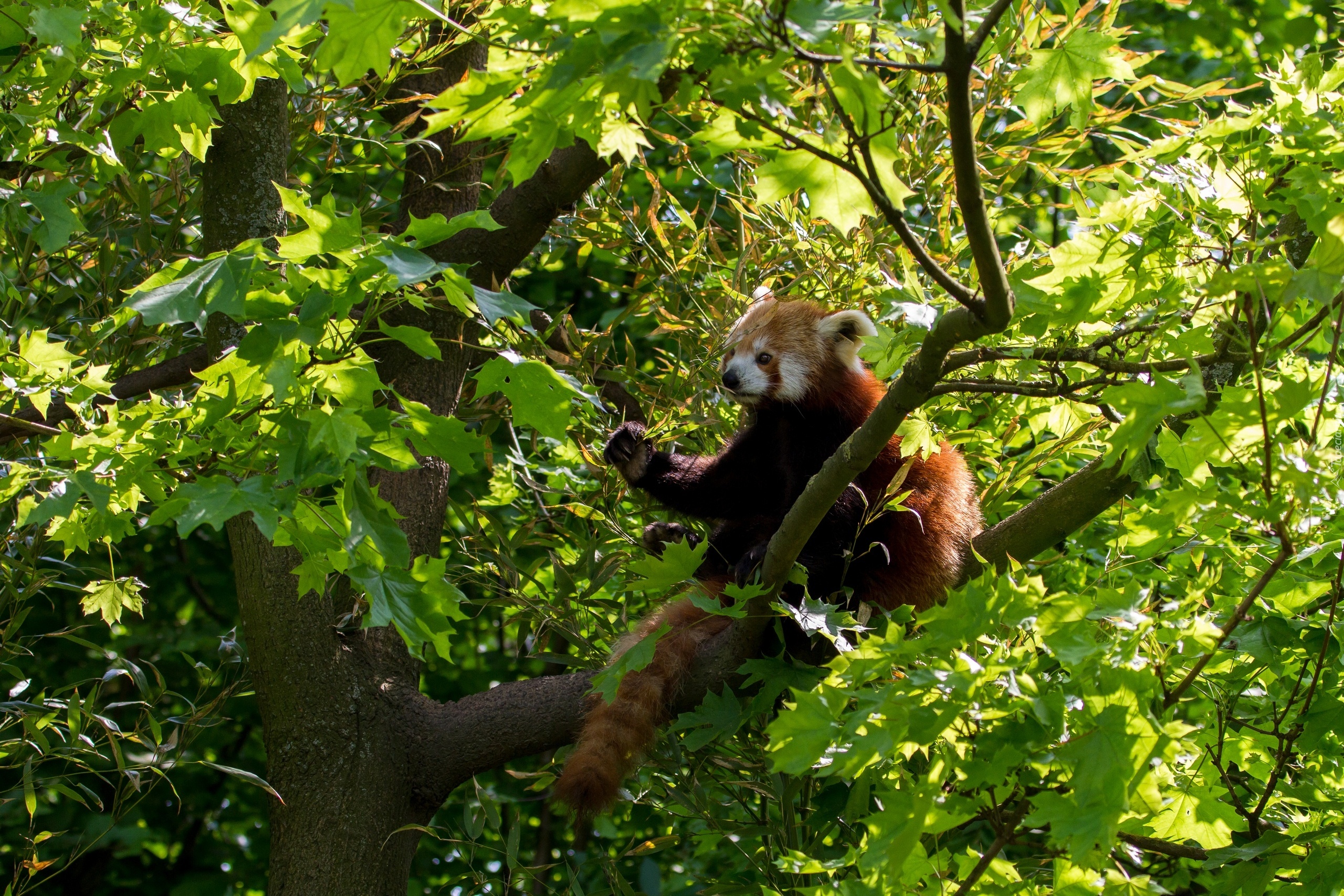 Drzewo, Miś, Panda, Pandka ruda