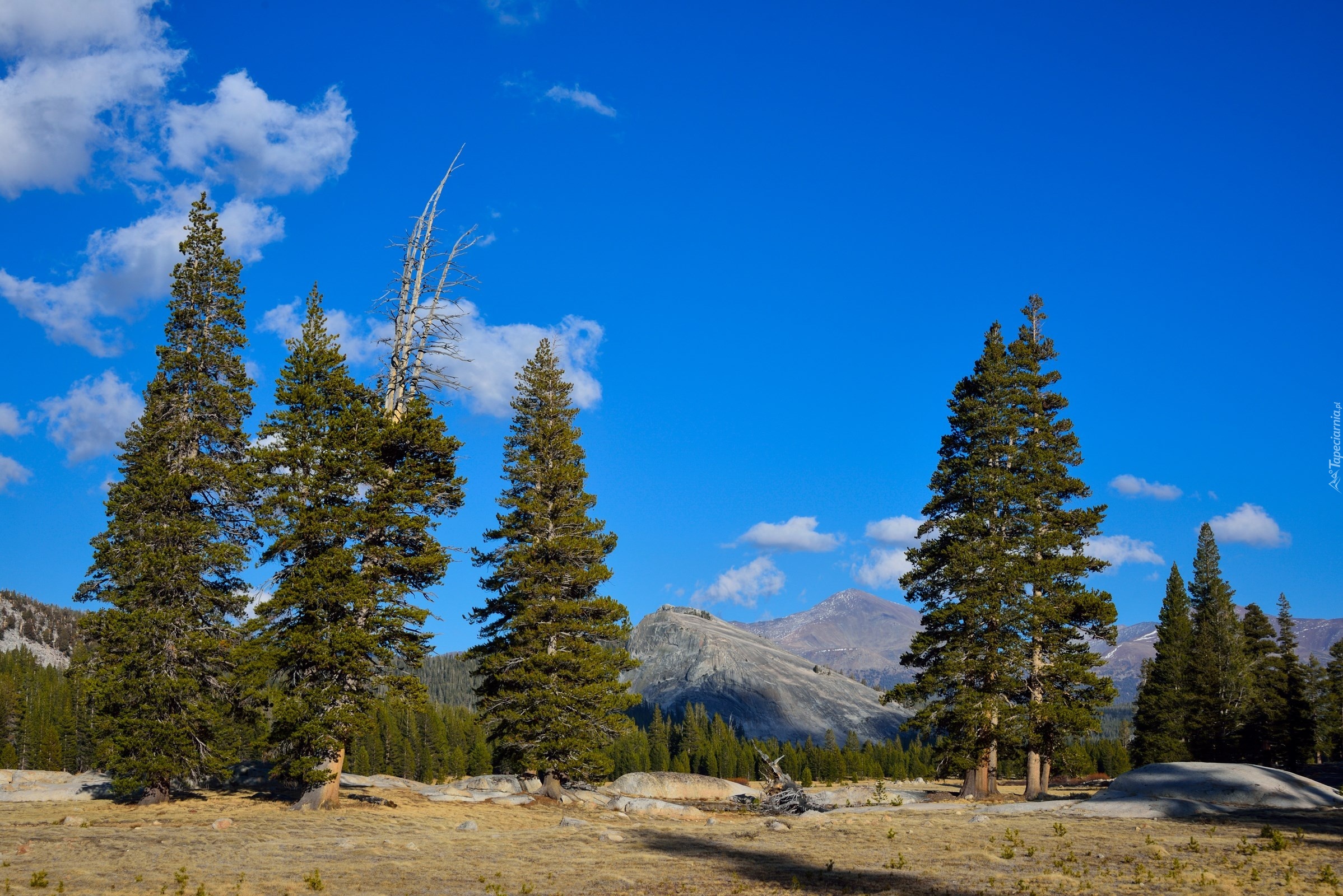 Stany Zjednoczone, Stan Kalifornia, Park Narodowy Yosemite, Góry, Drzewa