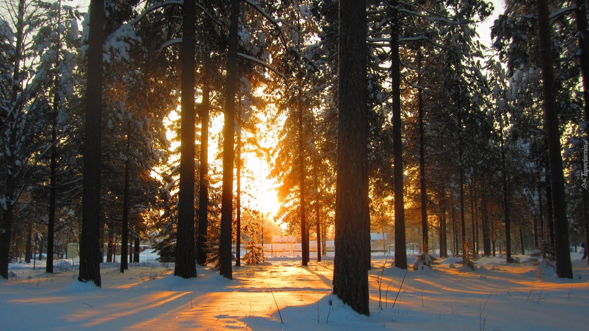 Park, Drzewa, Śnieg, Zachód, Słońca