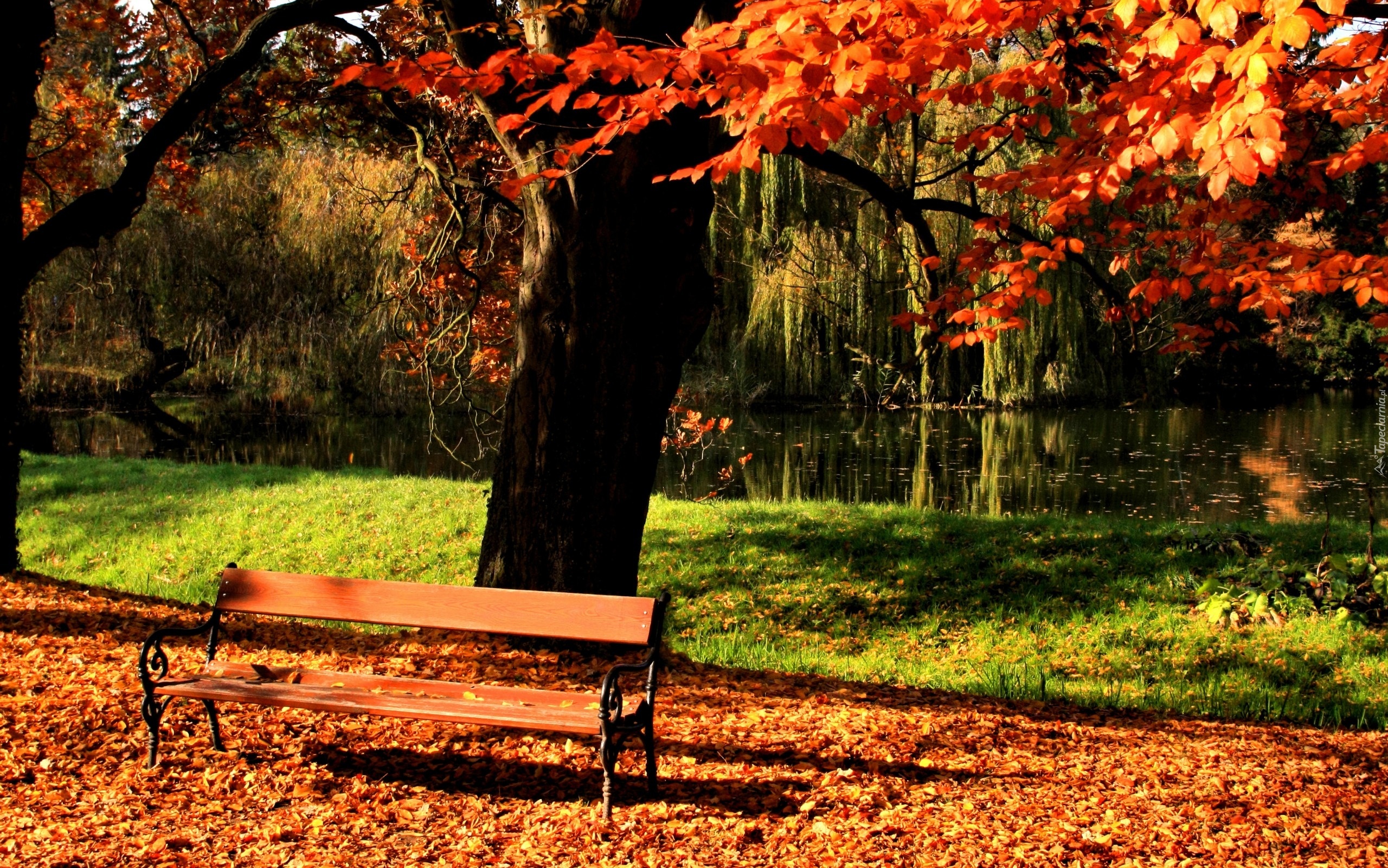 Park, Rzeka, Ławka, Liście, Jesień