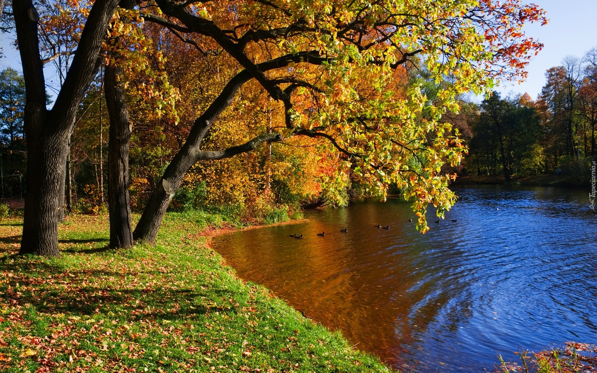 Rzeka, Kaczki, Park, Jesień