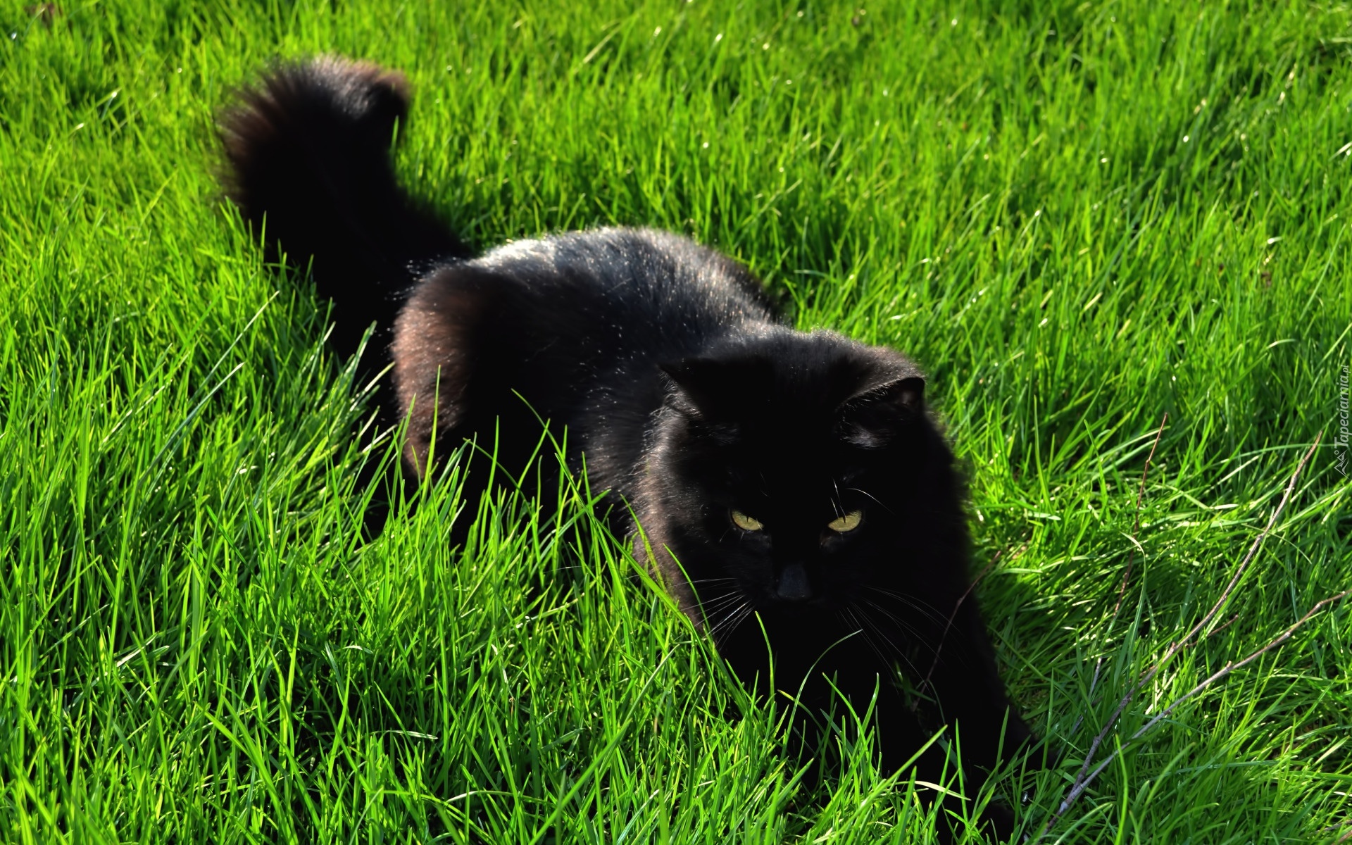 Czarny, Kot, Trawa