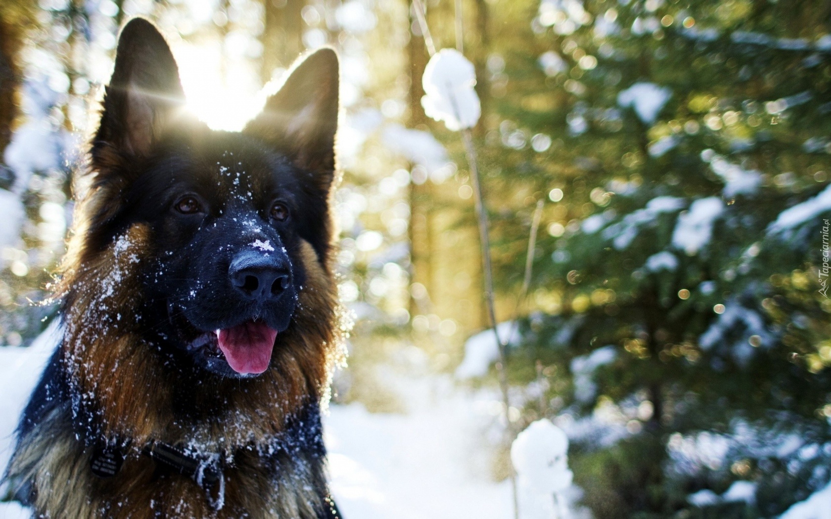 Pies, Owczarek, Niemiecki, Drzewo, Śnieg