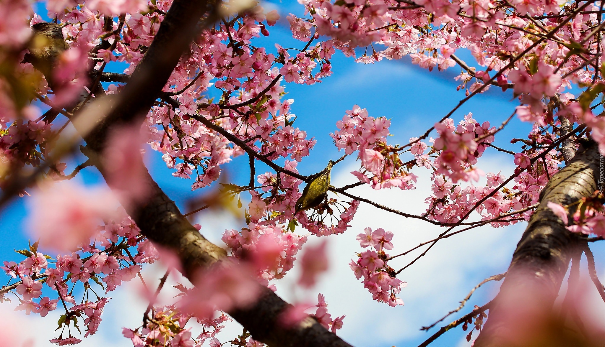 Kwitnące, Drzewo, Ptak, Rozmycie