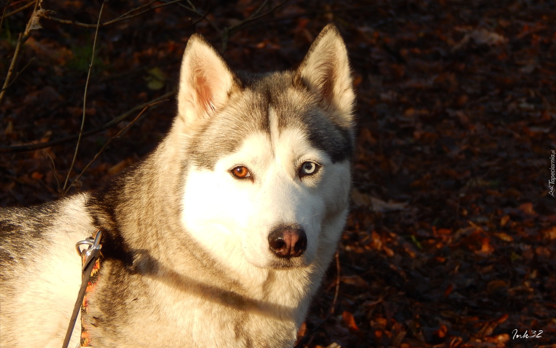 Siberian, Husky, Mordka