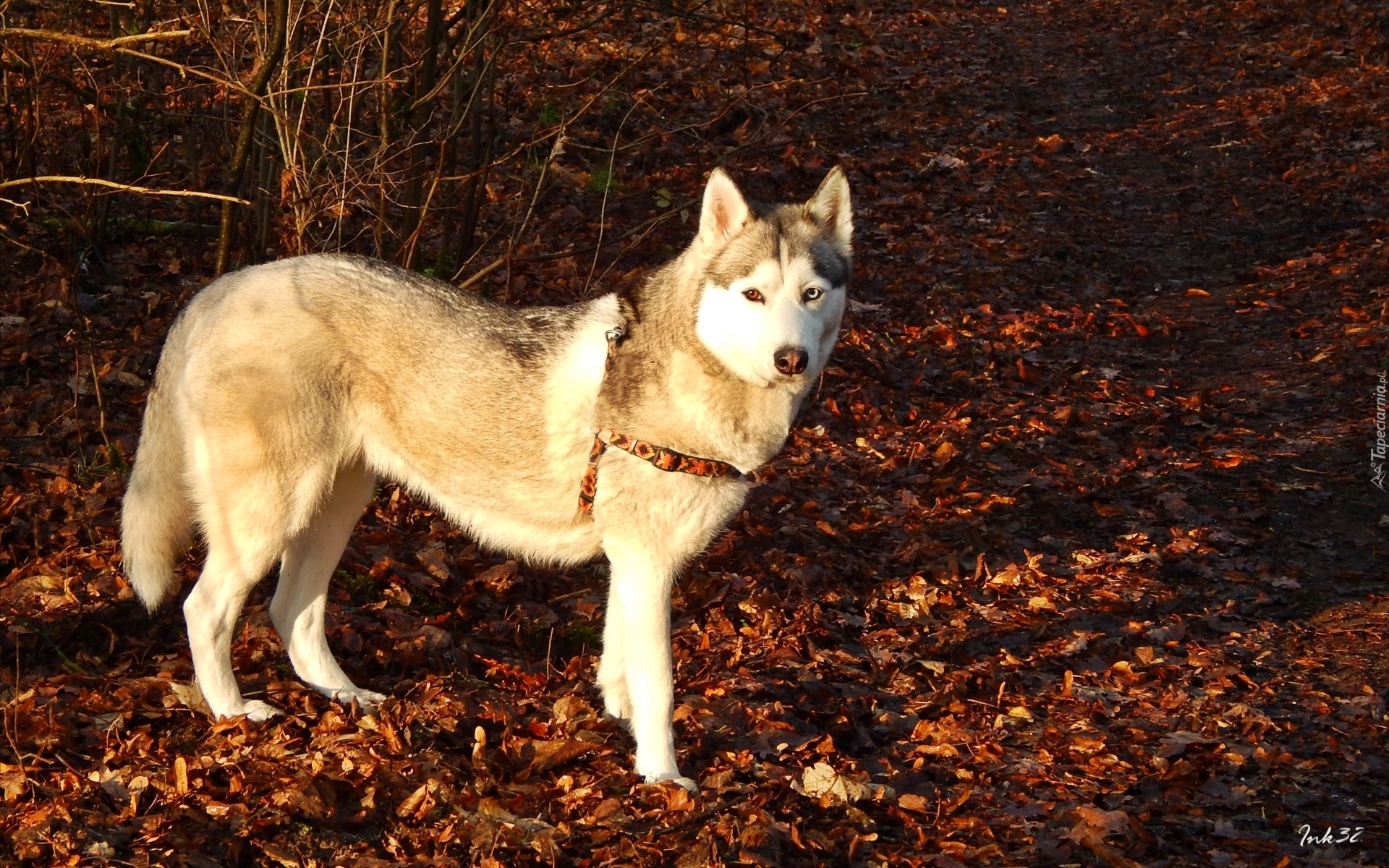 Siberian, Husky, Suche, Liście