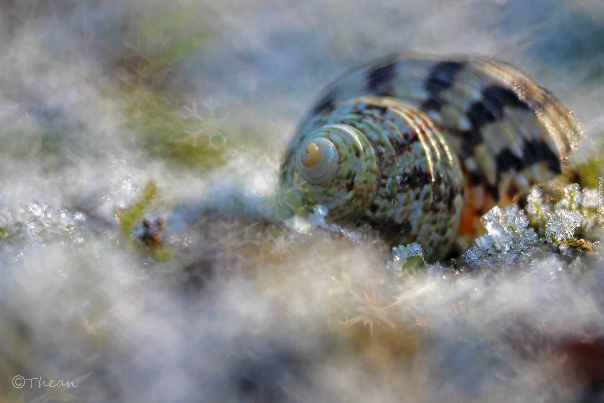 Muszla, Śnieg, Bokeh, Makro