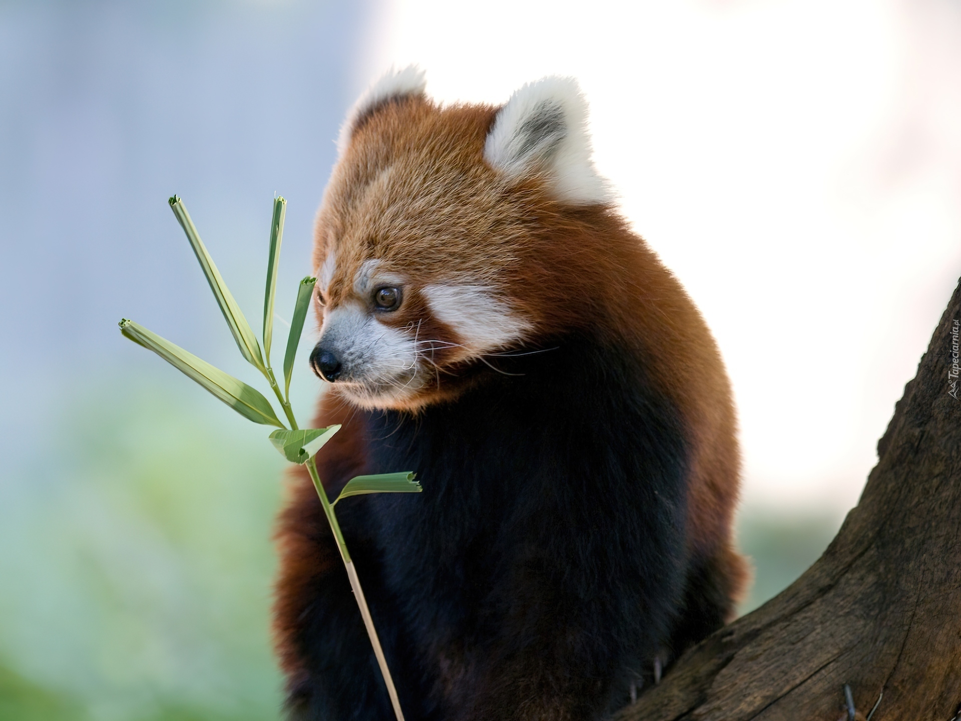 Panda, Drzewo, Gałązka, Pandka ruda