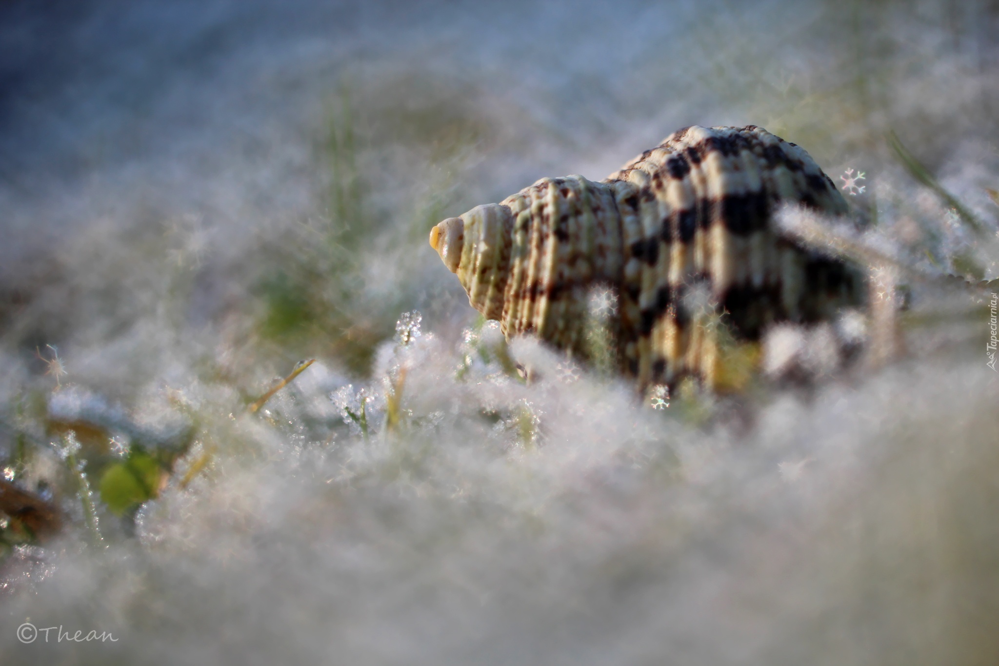 Muszla, Śnieg, Bokeh, Makro