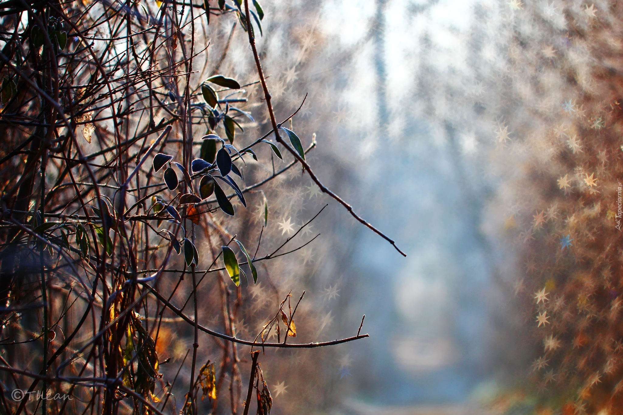 Liście, Zmarznięte, Rośliny, Bokeh