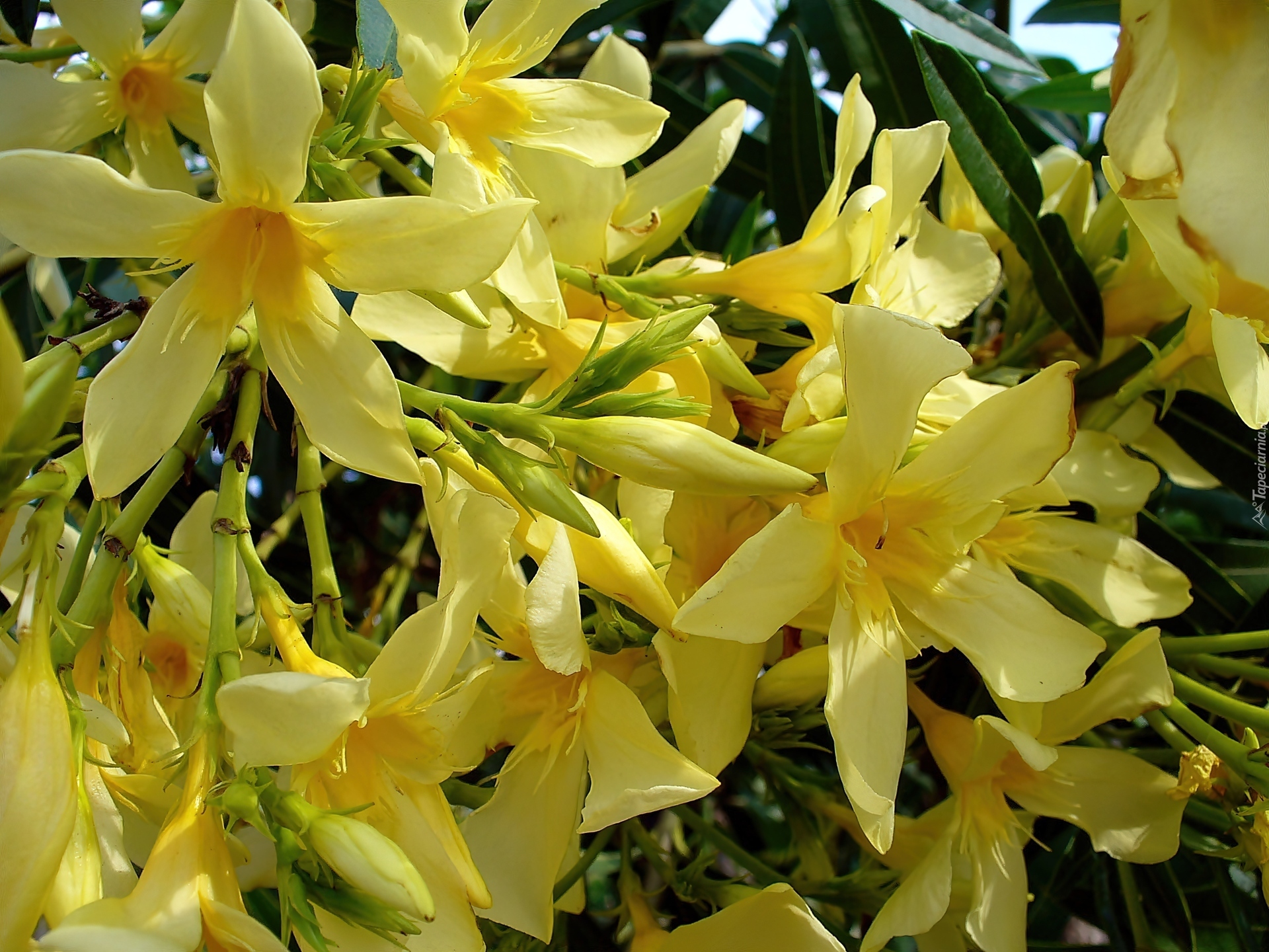 Kwitnący, Żółty, Oleander