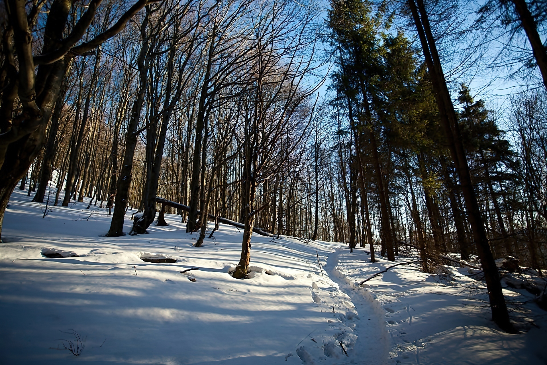 Bieszczady, Las, Cienie