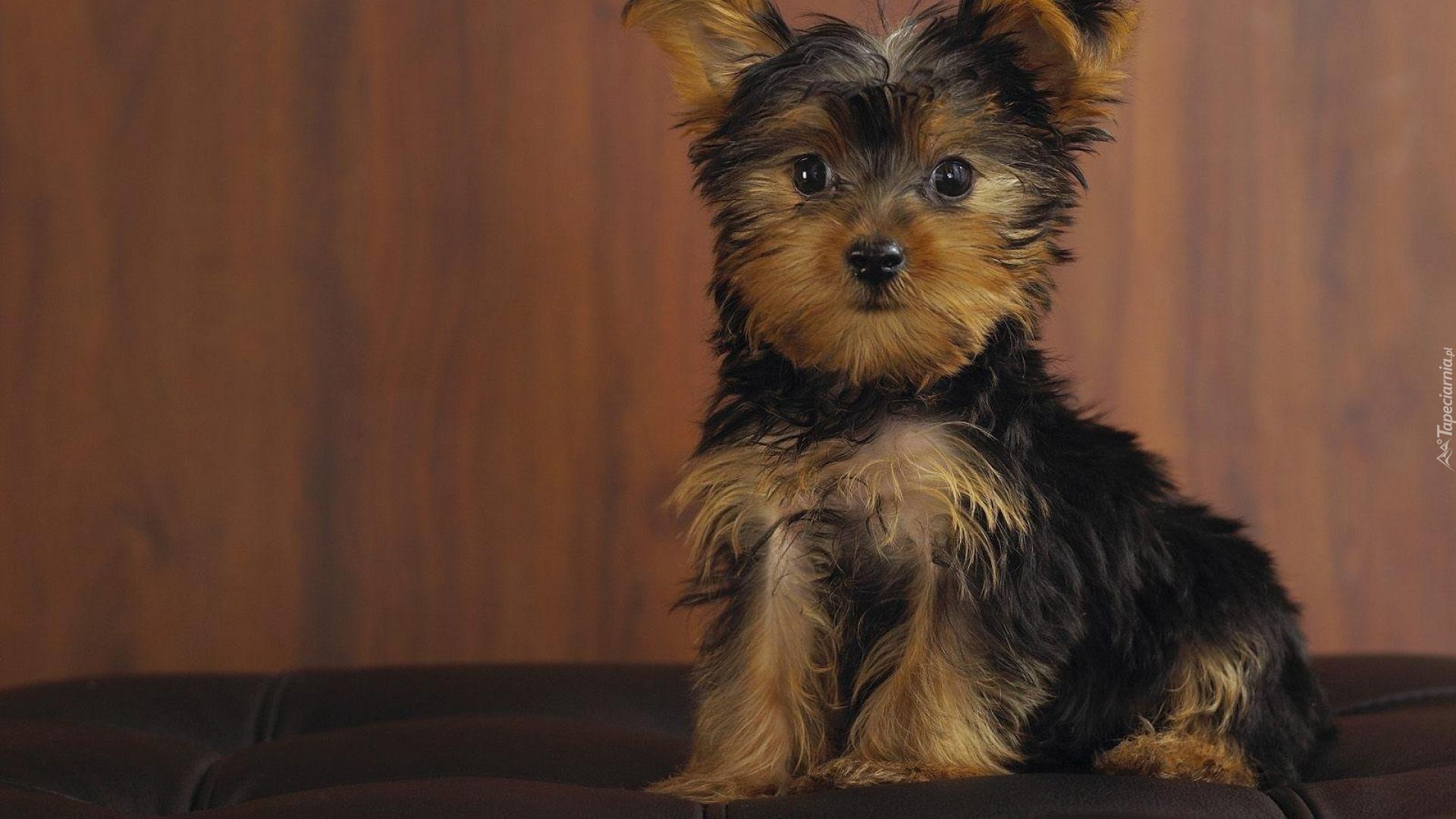 Szczeniak, Yorkshire Terrier