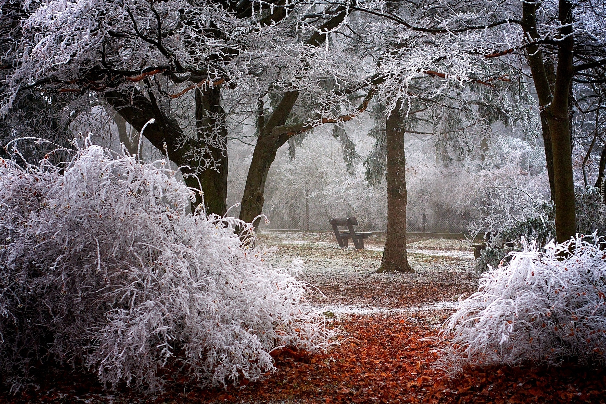 Zima, Park, Ławka, Oszronione, Drzewa