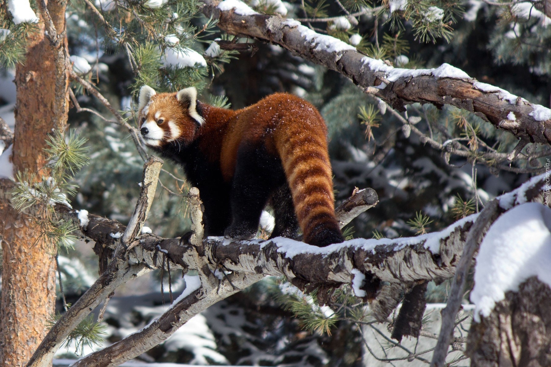 Panda, Czerwona, Drzewo, Pandka ruda