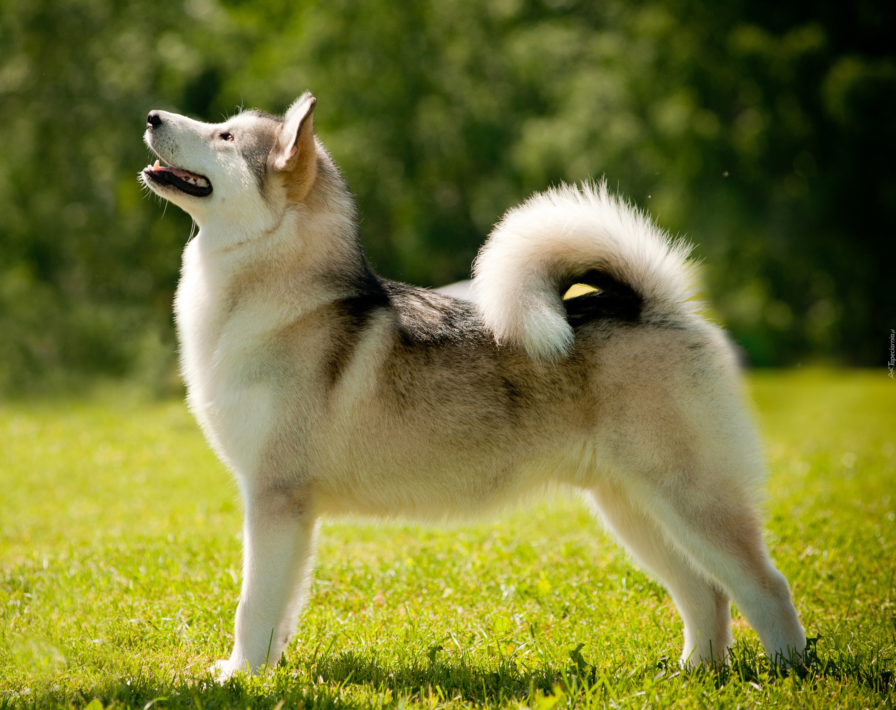 Alaskan Malamute, Pies, Łąka