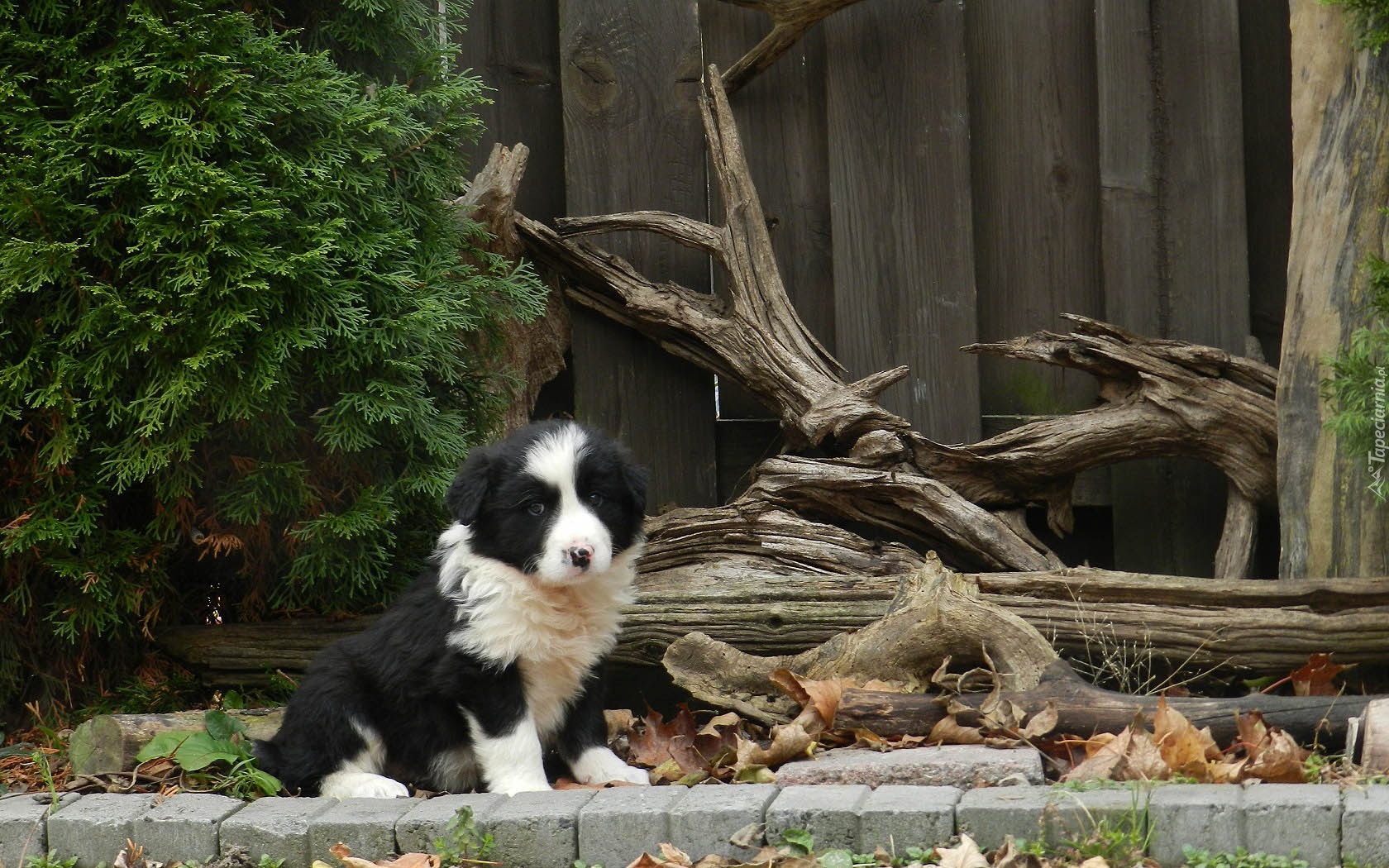 Szczeniak, Border Collie