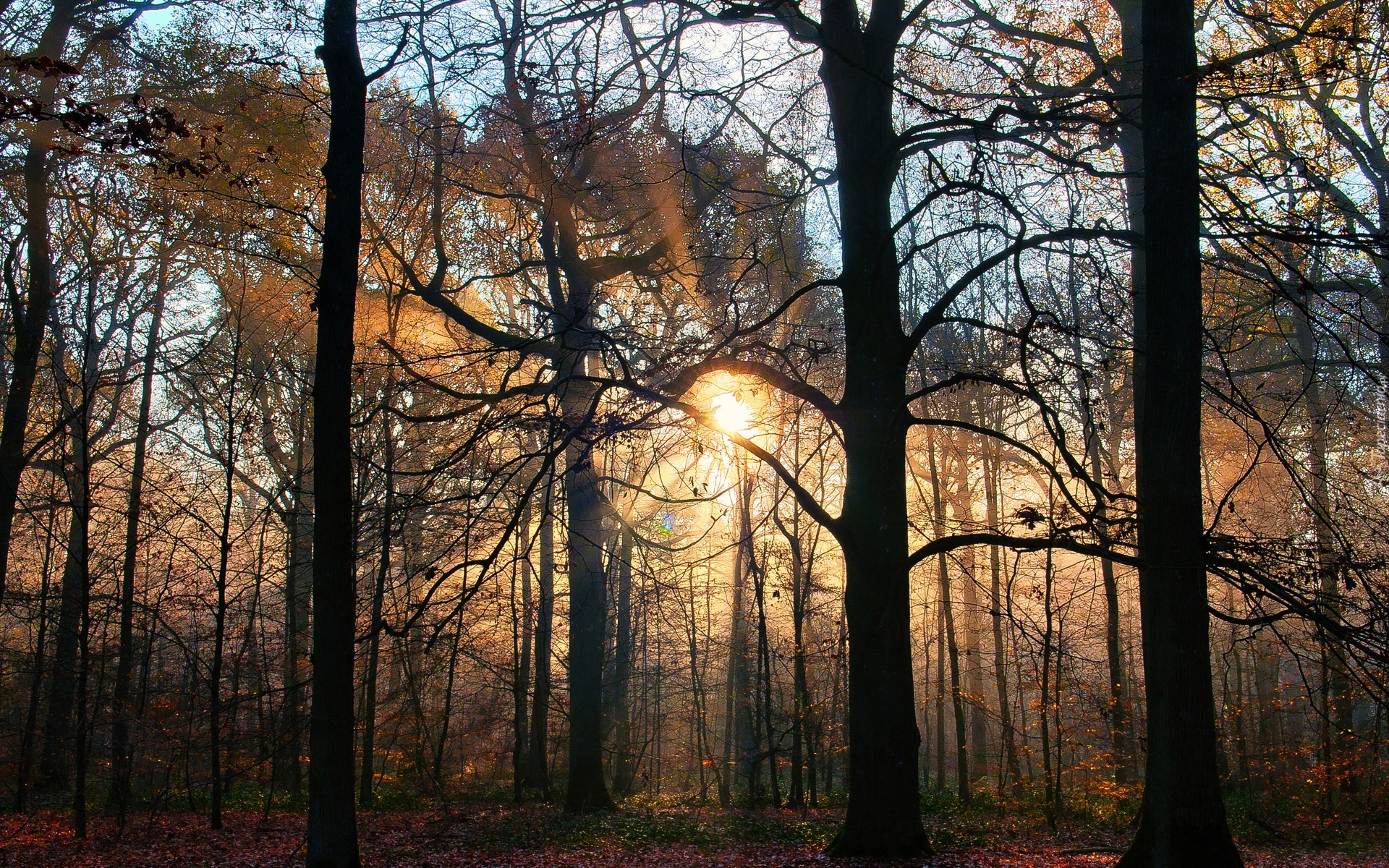 Las, Liście, Promienie, Słońca, Jesień