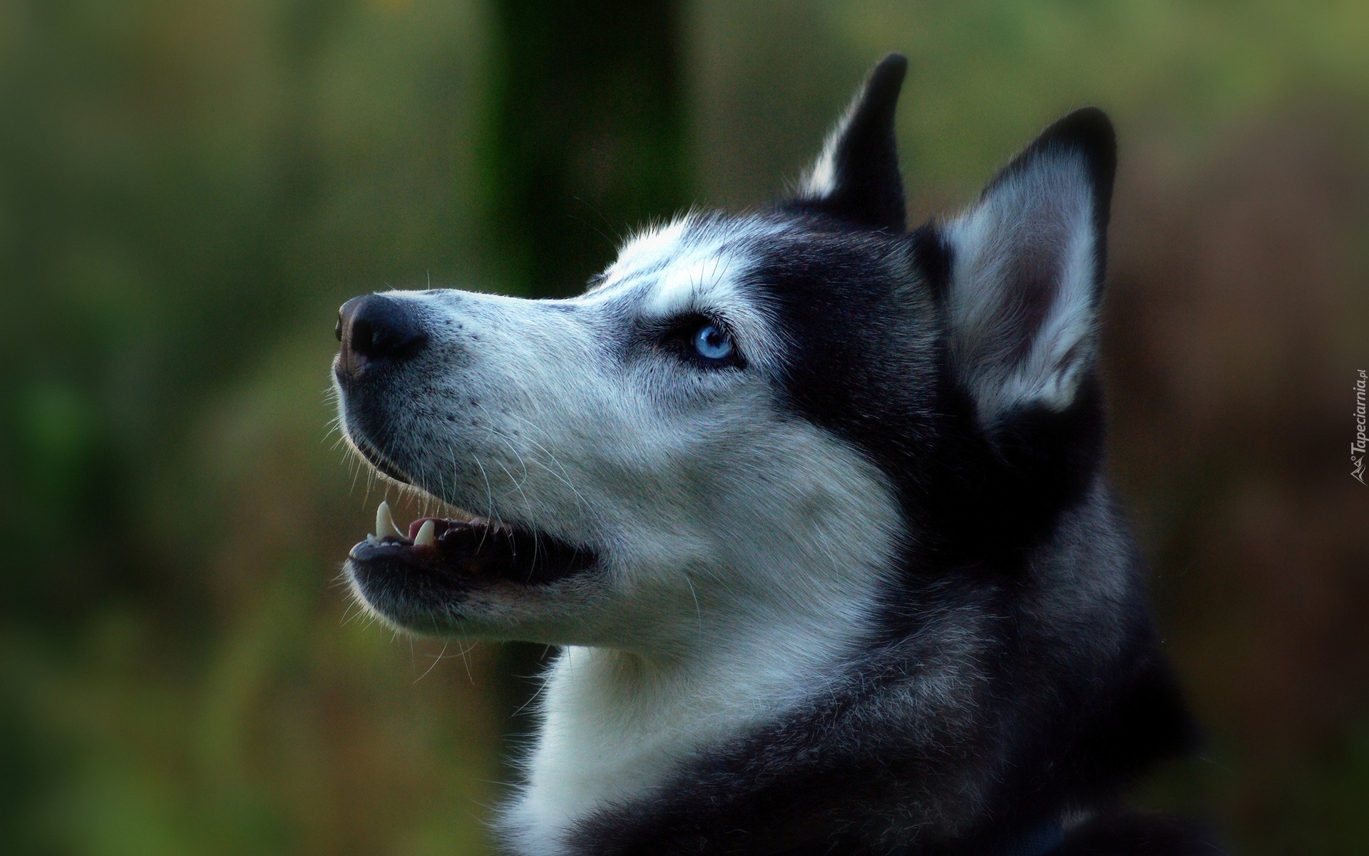 Siberian, Husky, Portret