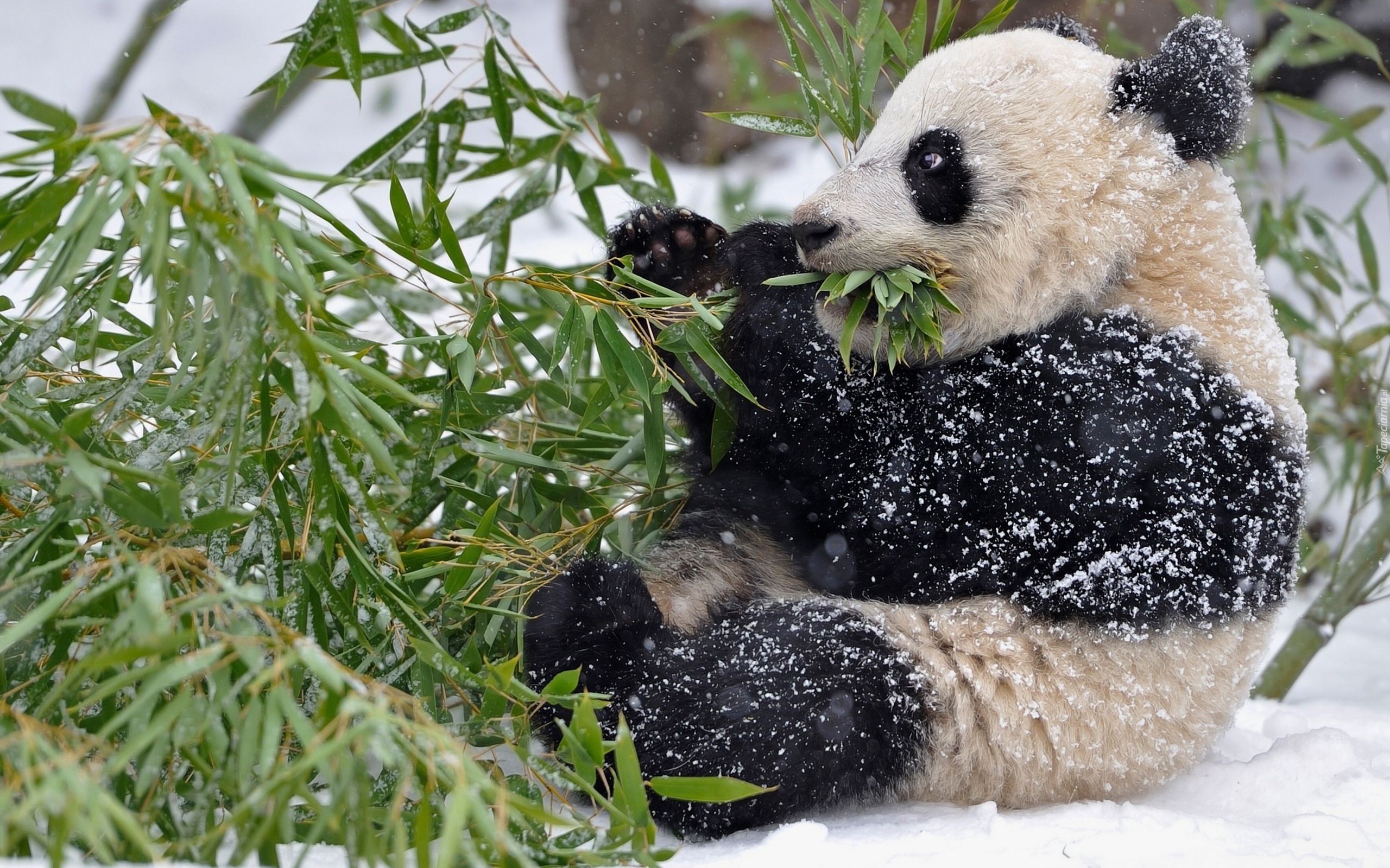 Miś, Panda, Gałąz, Pożywienie, Zima