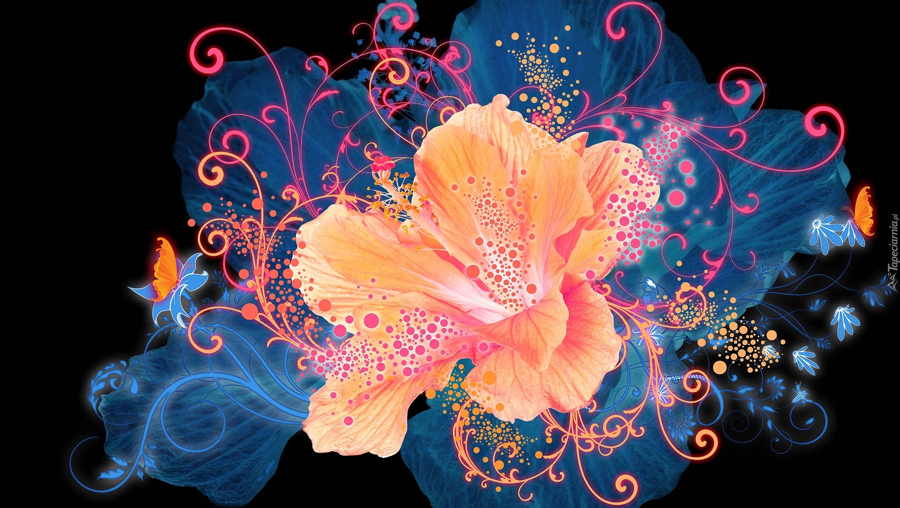 Grafika, Lilia
