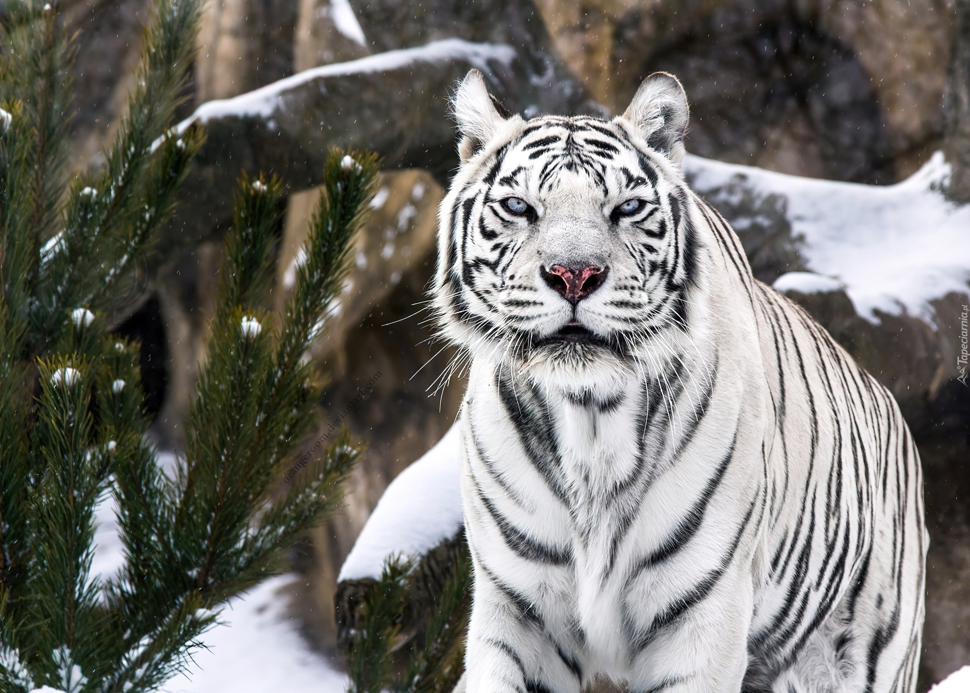 Tygrys, Biały, Sosna, Śnieg