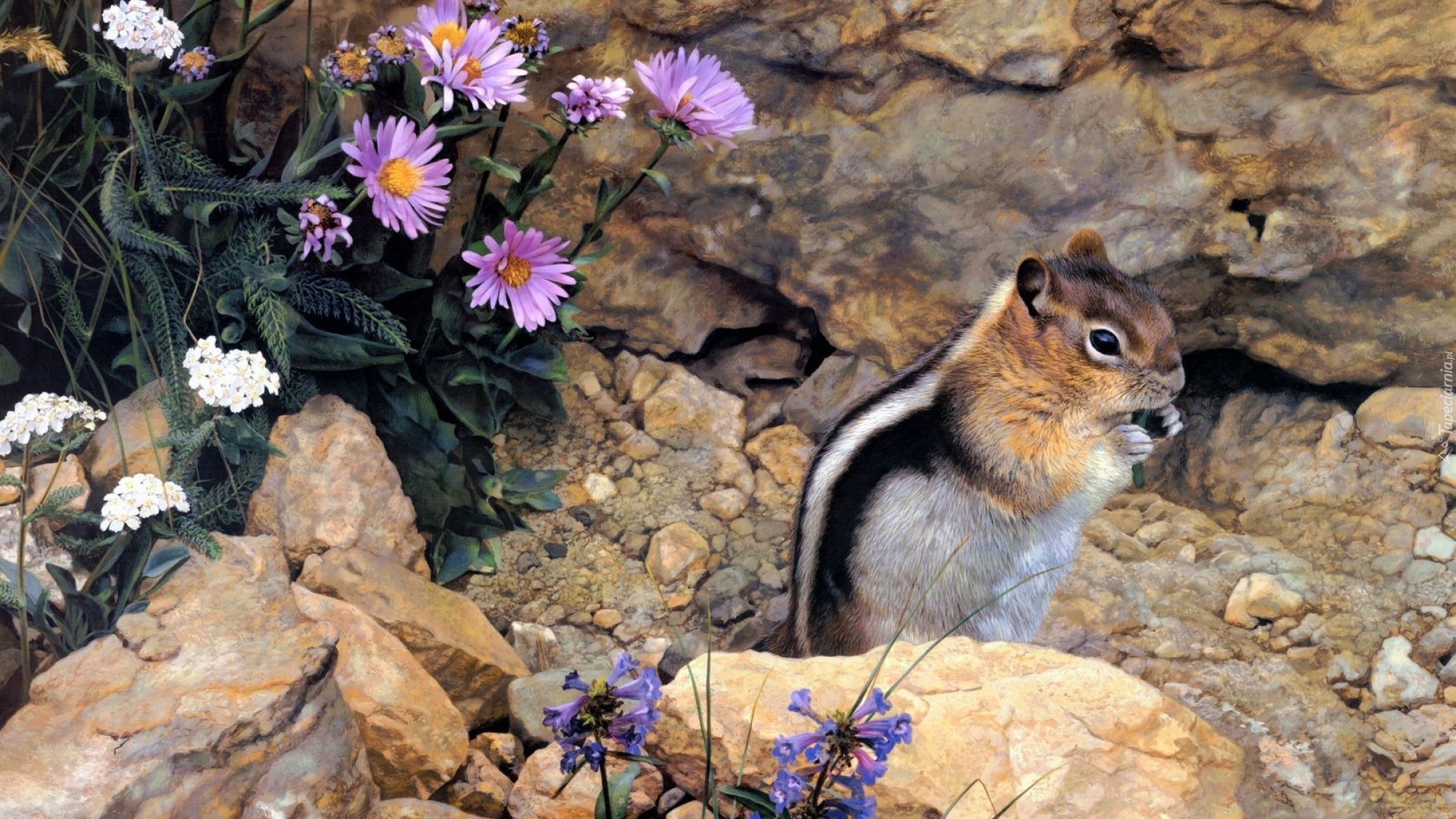 Chipmunk, Kamienie, Skały, Białe, Fioletowe, Kwiaty