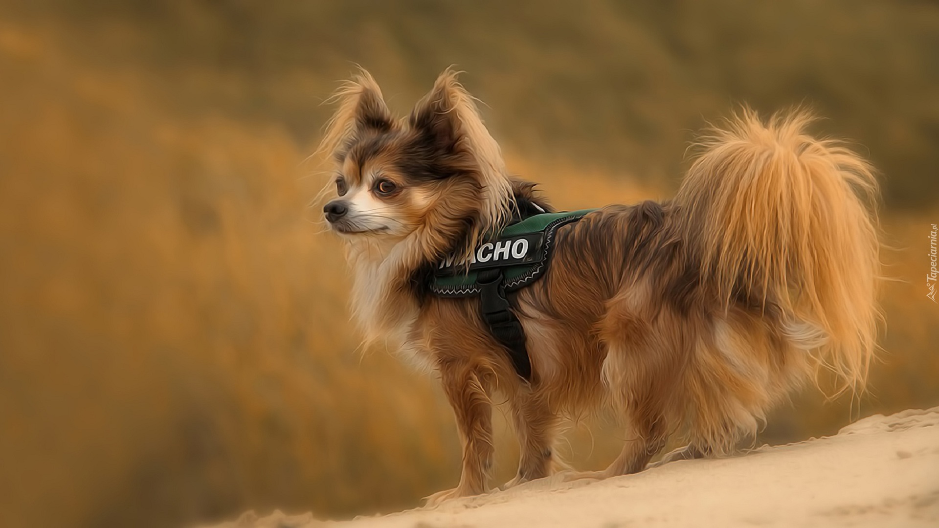 Spaniel, Papillon, Góra