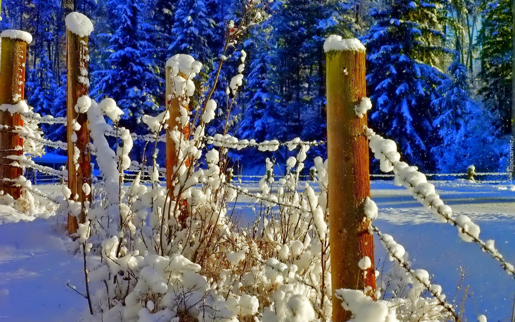 Zima, Las, Płot, Śnieg