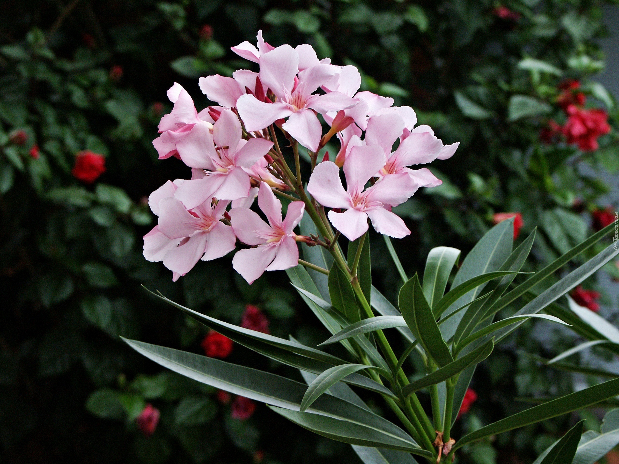 Różowy, Oleander, Rozmycie