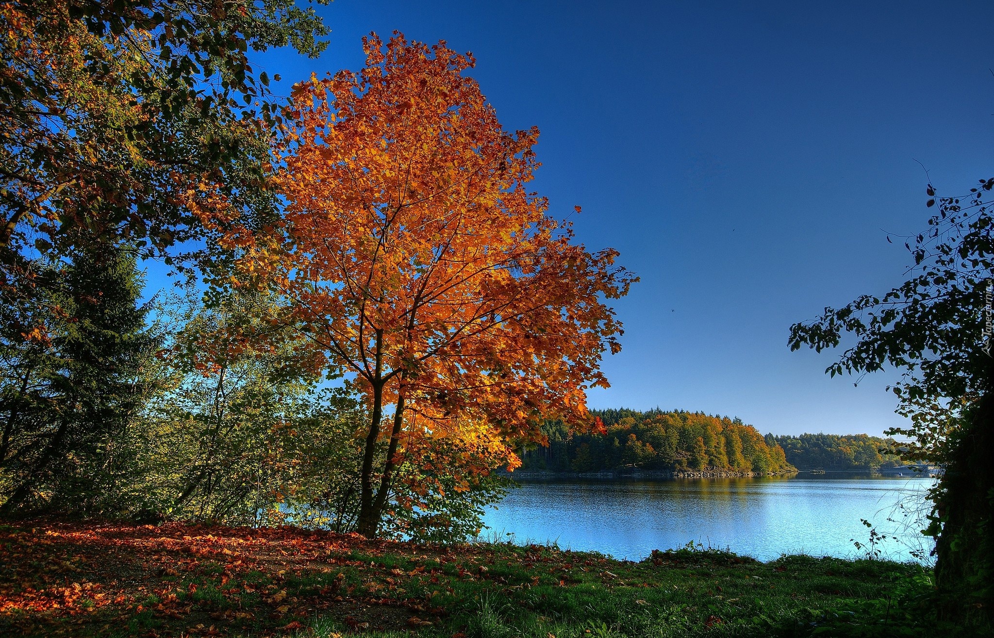 Jezioro, Lasy, Kolorowe, Drzewa, Liście, Jesień