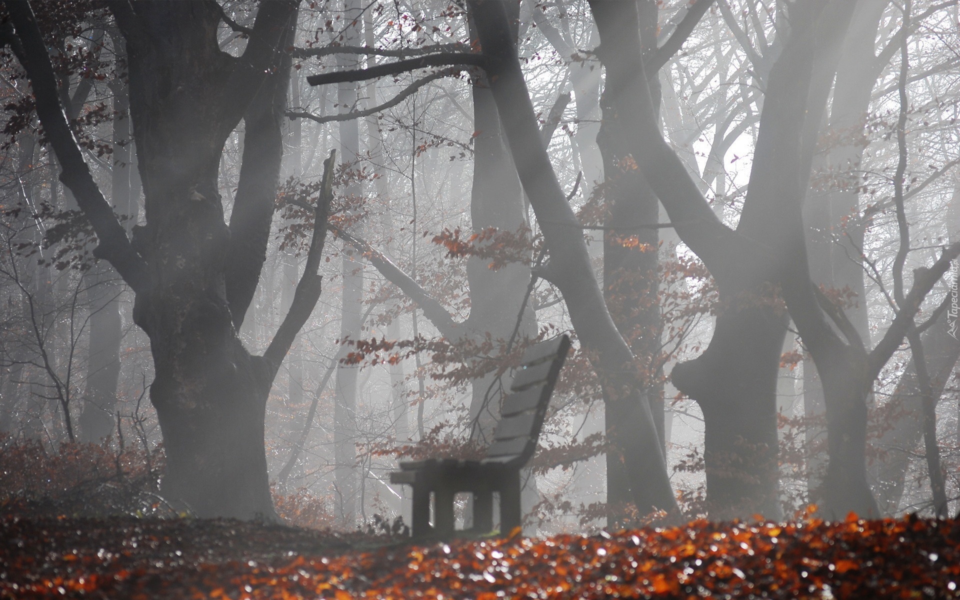 Park, Drzewa, Ławka, Liście