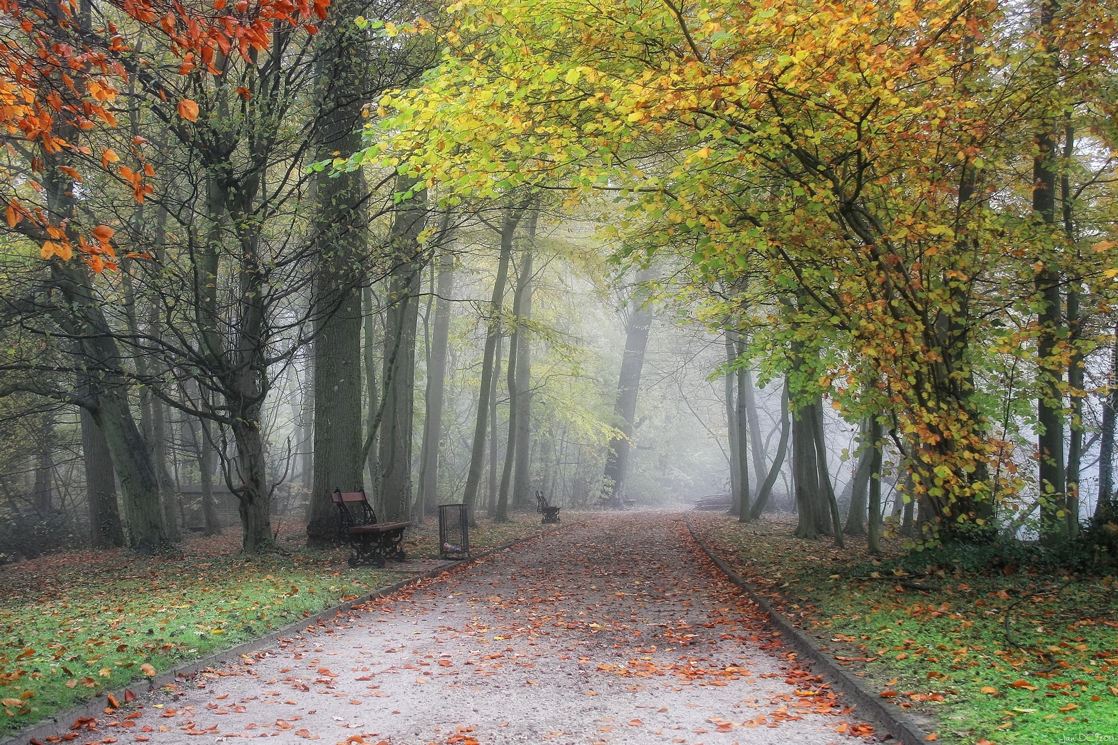 Park, Aleja, Mgła, Liście, Jesień