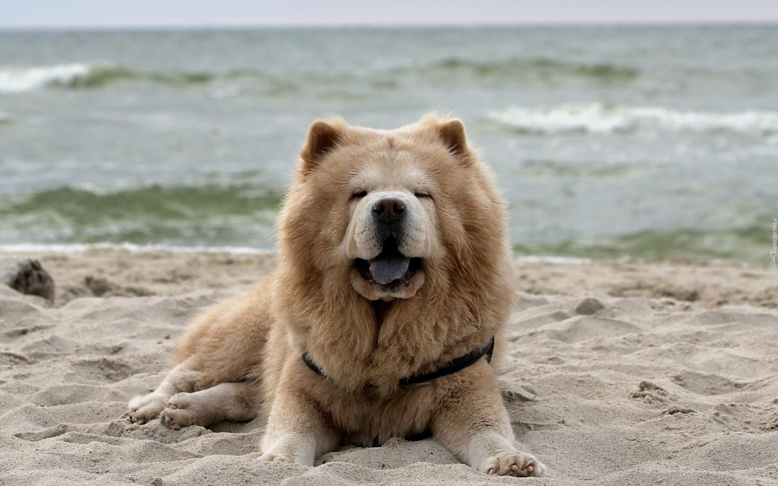 Chow Chow, Plaża, Morze